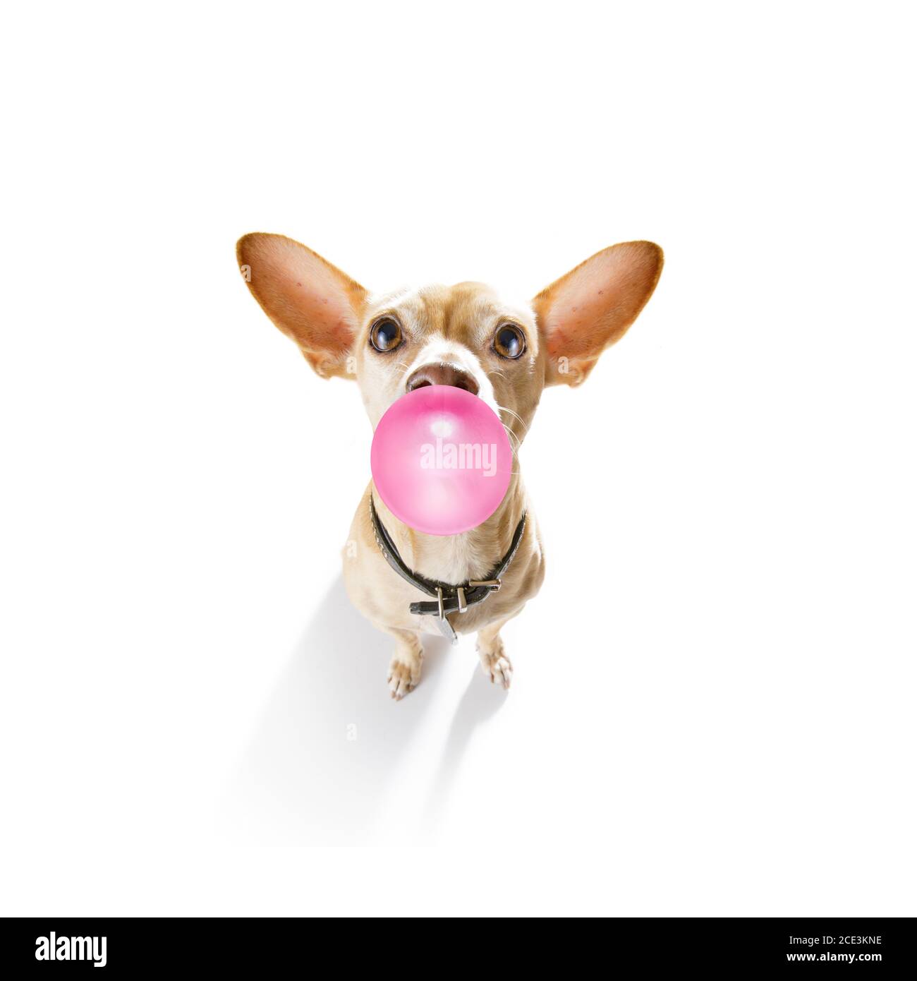 dog chewing bubble gum Stock Photo Alamy