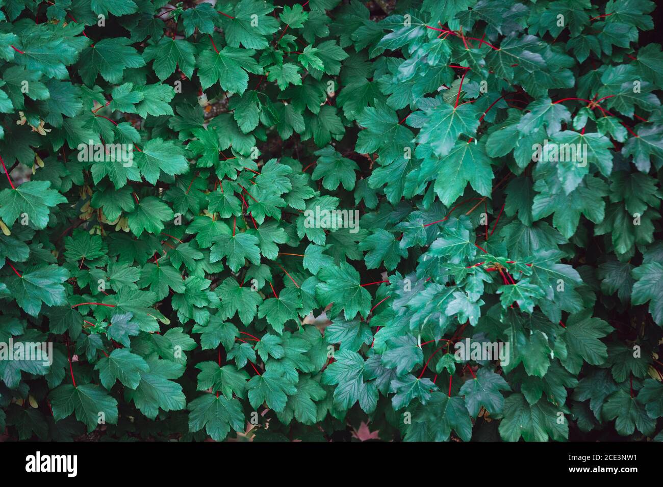Green leaves background hi-res stock photography and images - Alamy