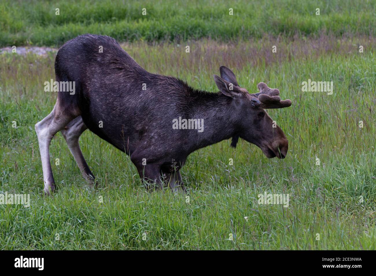 Norwegian bull elk going to rest/ Norwegischer Elchochse ruht sich aus Stock Photo