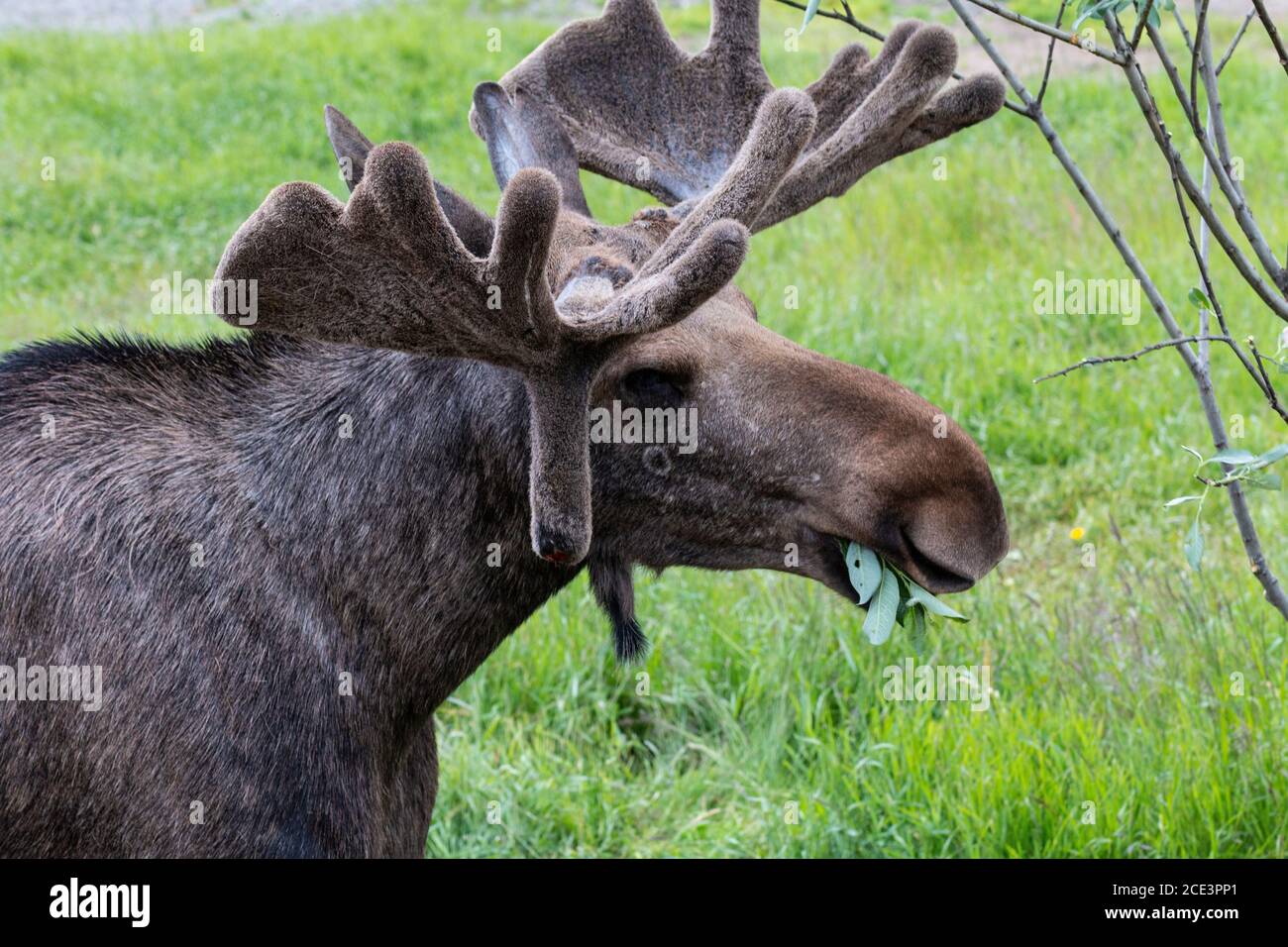 Norwegian bull elk munching its favourite willow / Norwegischer Elchochse kaut seine Lieblingsweide Stock Photo