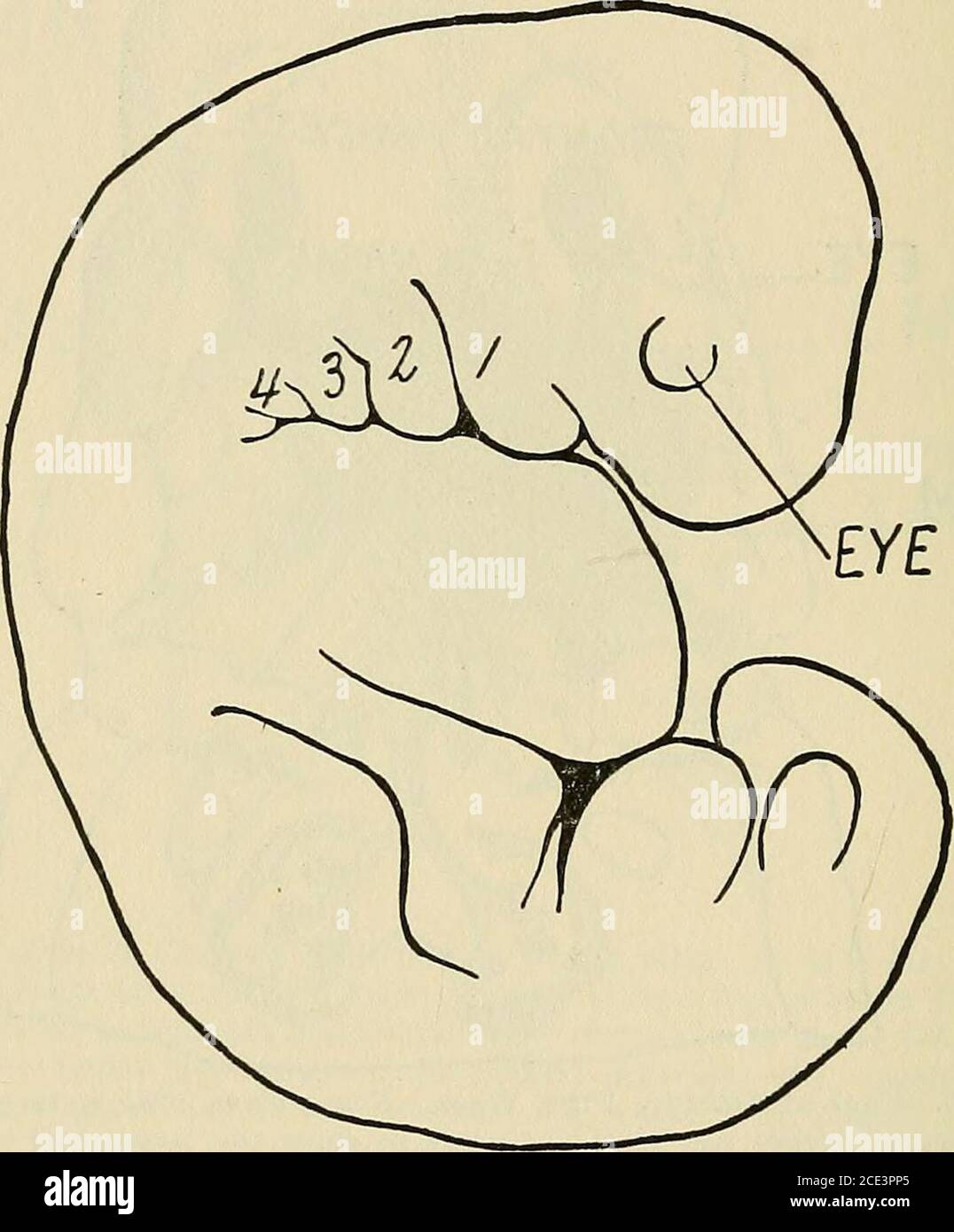 . Operative surgery, for students and practitioners . t, second, third