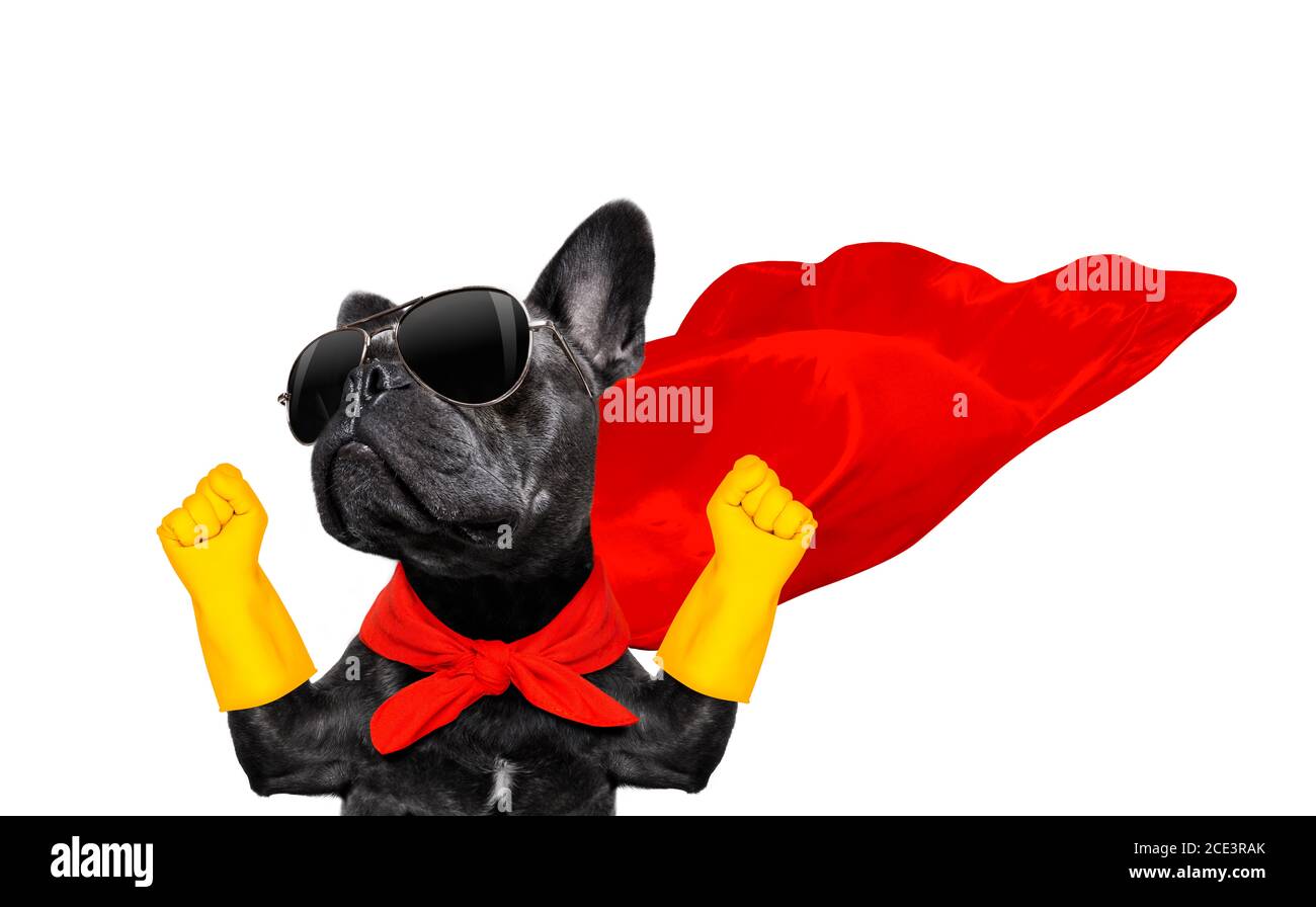 super hero dog Stock Photo