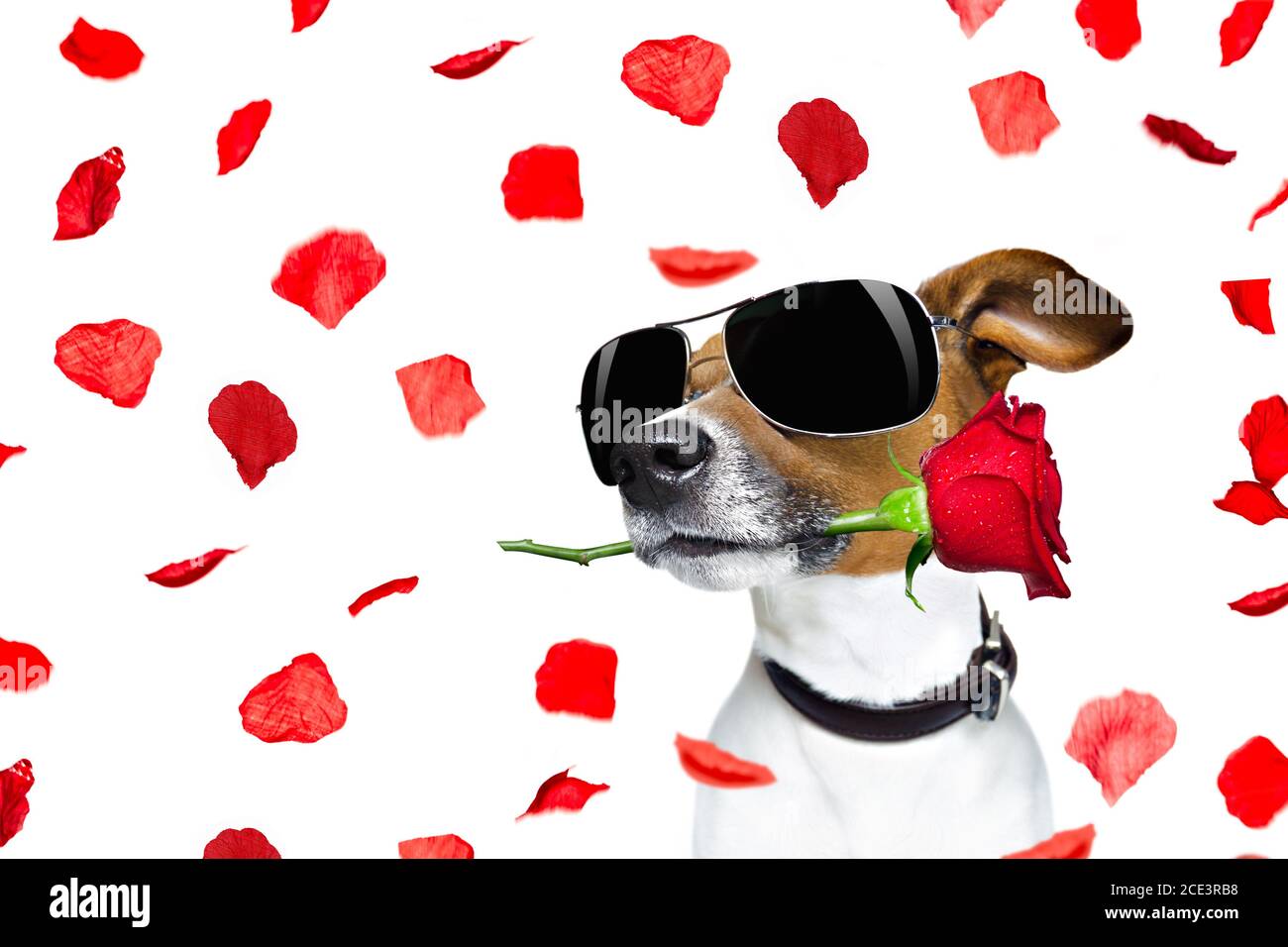 valentines day dog rose in mouth Stock Photo - Alamy