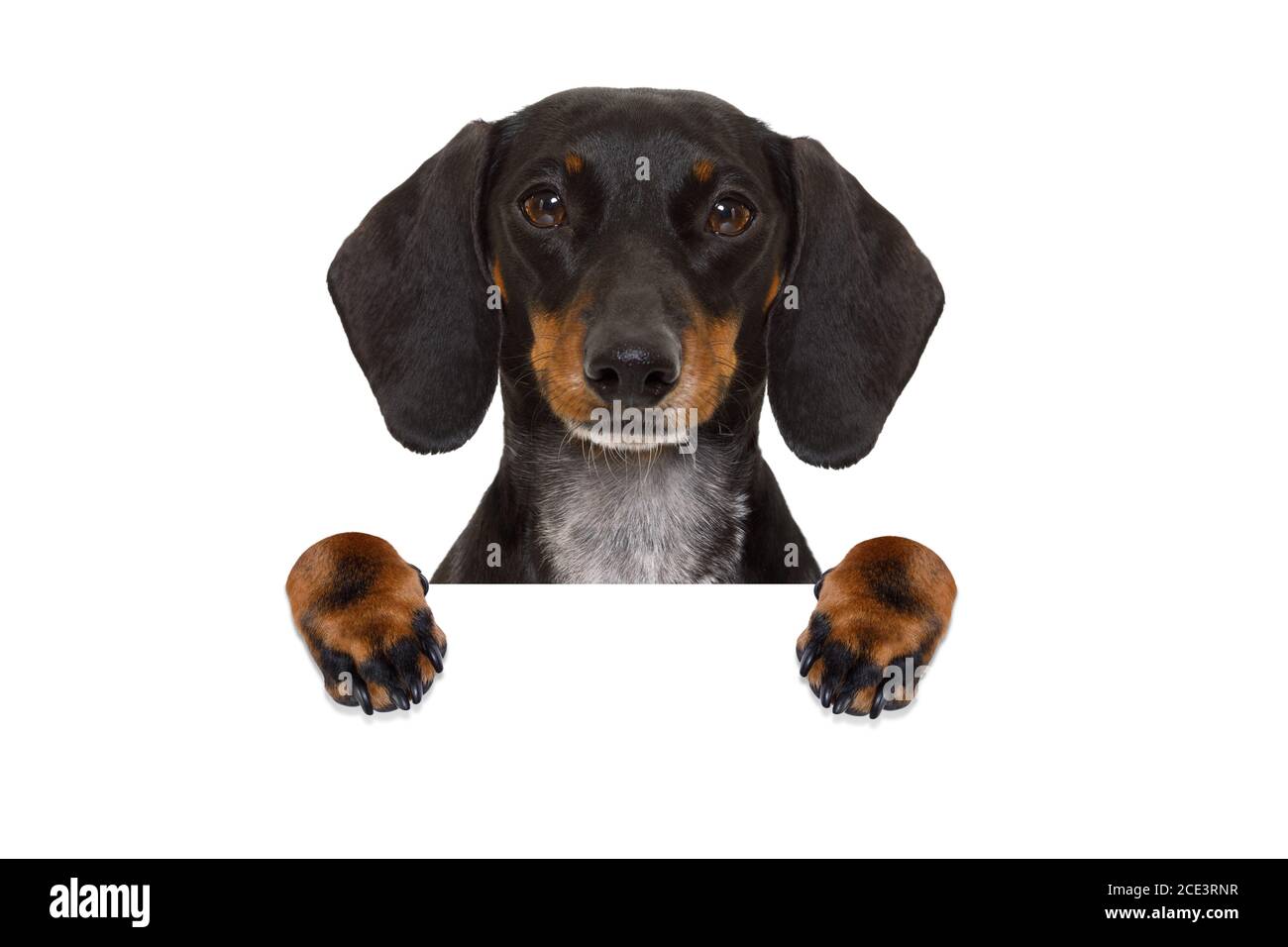 dachshund sausage dog banner Stock Photo - Alamy