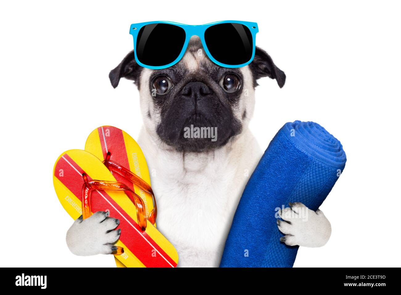 pug vacation Stock Photo