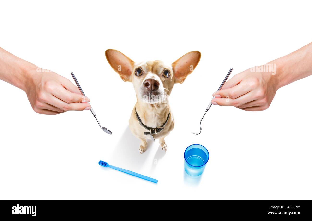 dental toothbrush dog Stock Photo Alamy