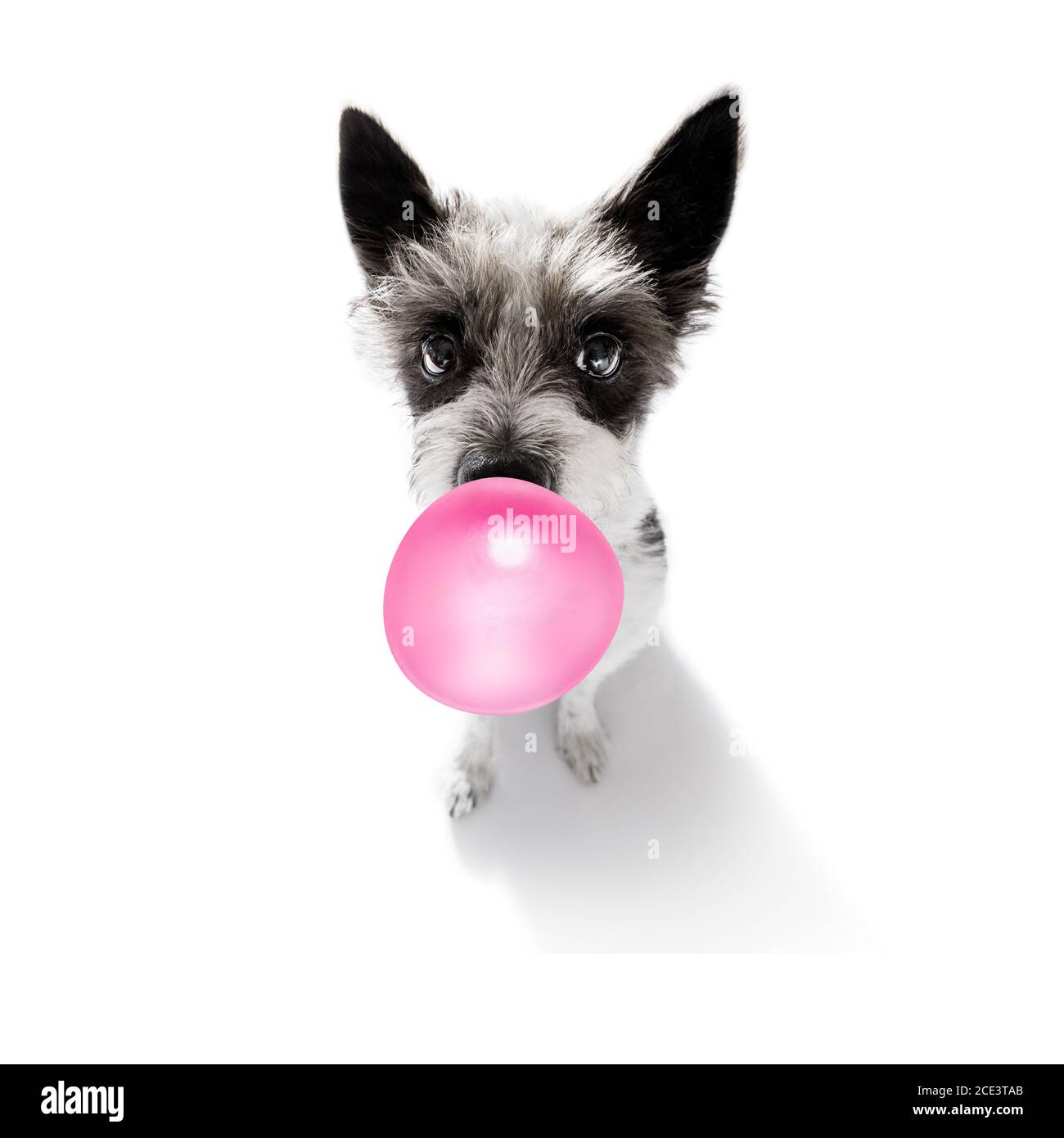 dog chewing bubble gum Stock Photo Alamy