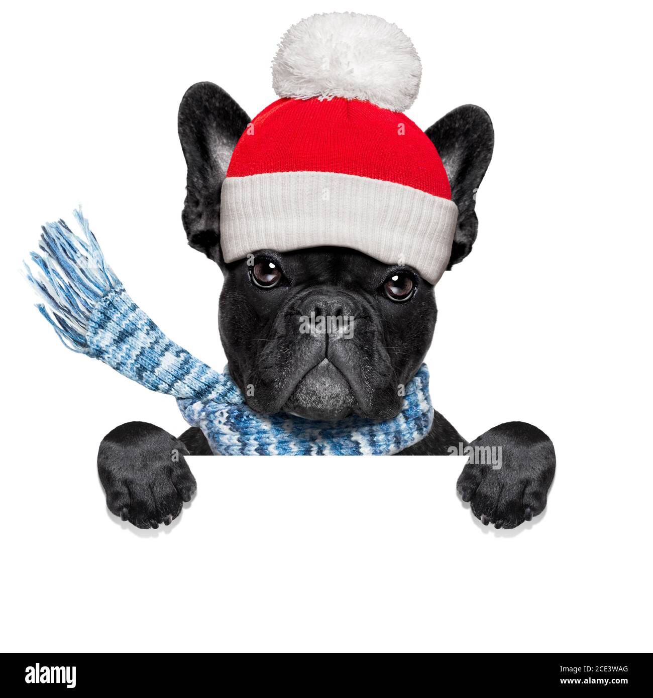 freezing winter dog Stock Photo Alamy