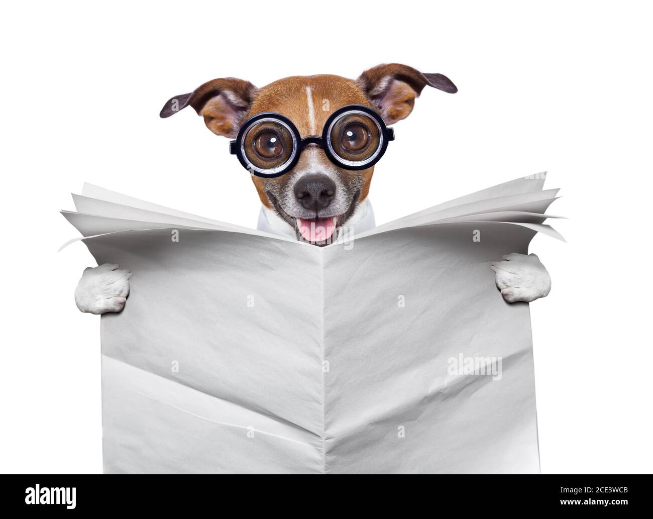 crazy dog reading news Stock Photo