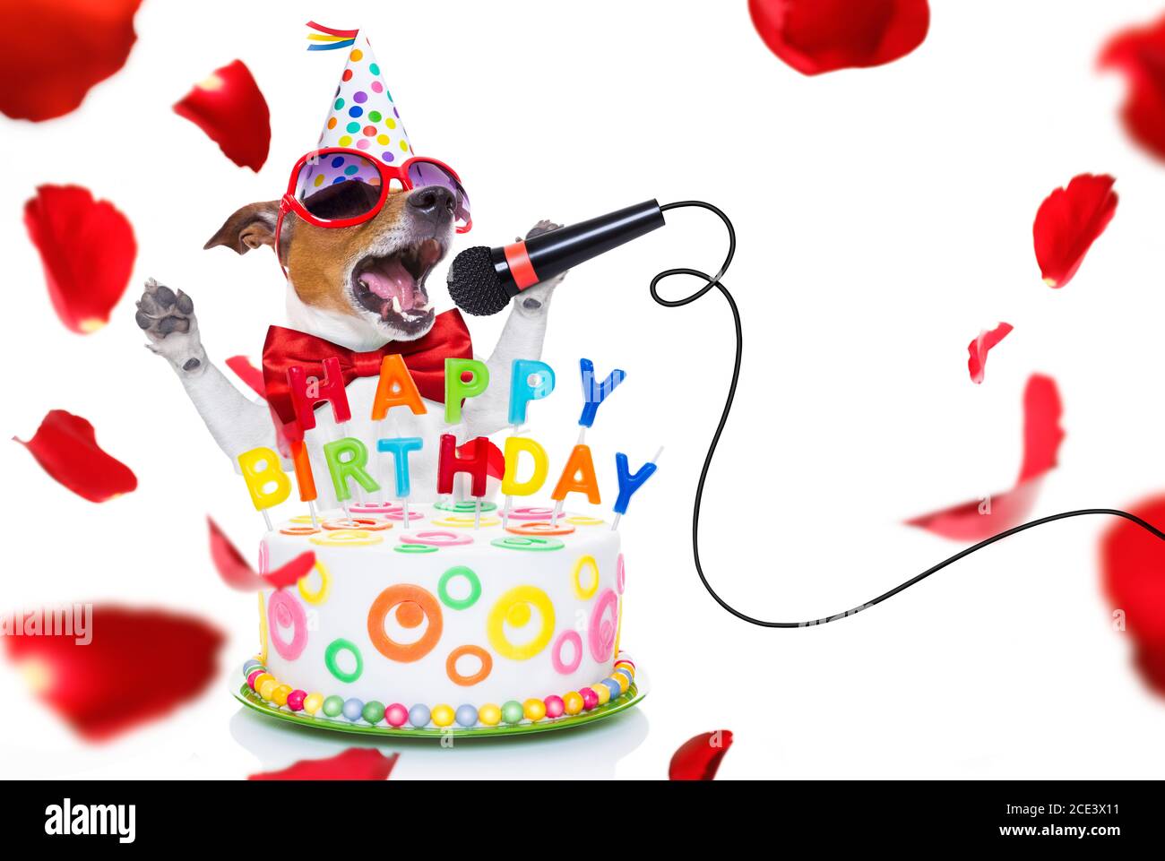 happy birthday dog Stock Photo - Alamy