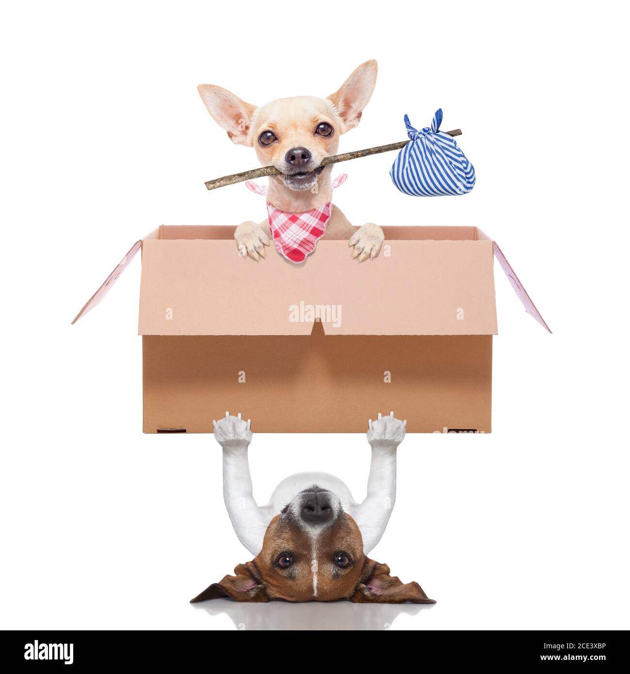 moving box dogs Stock Photo - Alamy