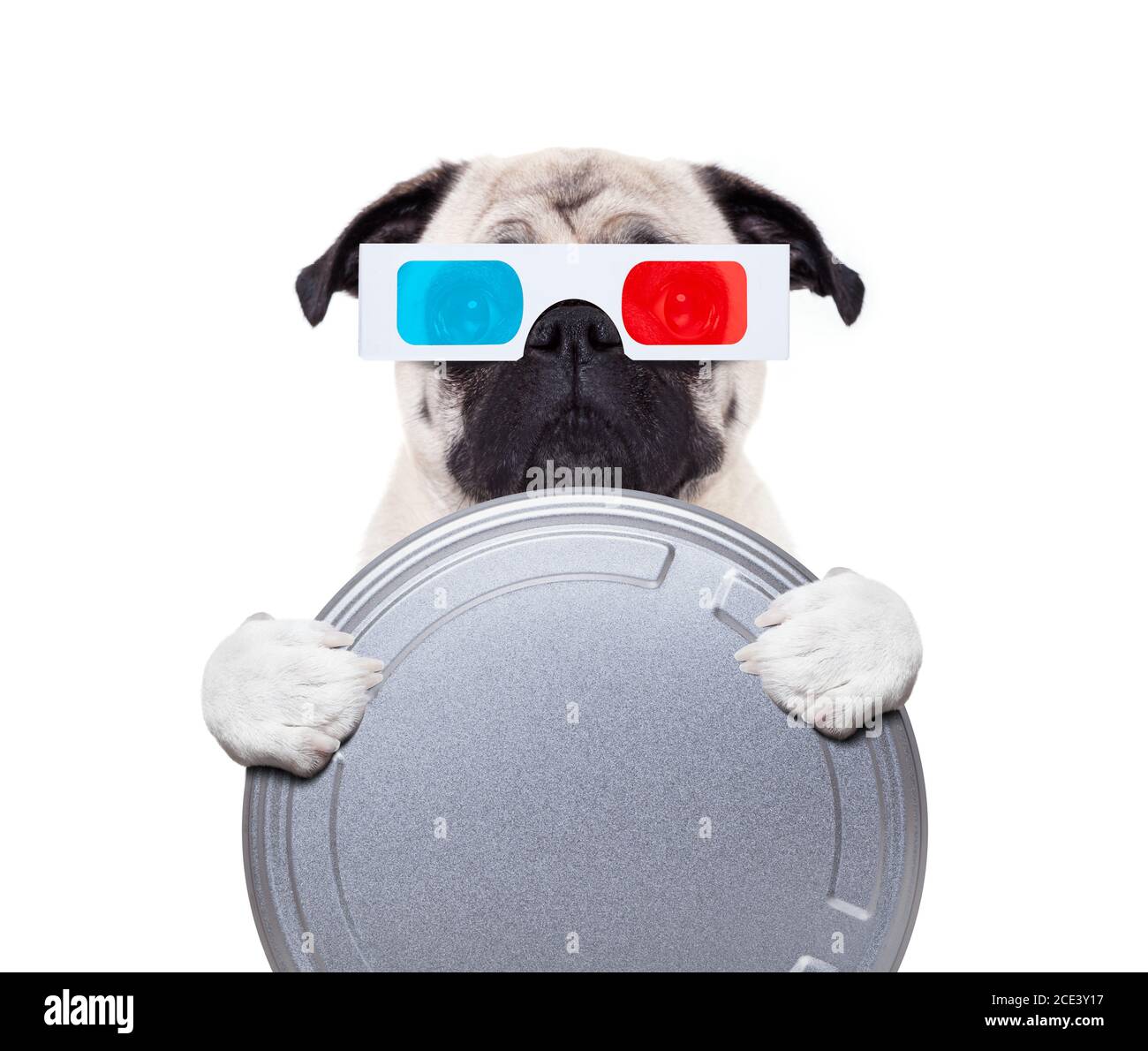 dog watching the movies Stock Photo Alamy