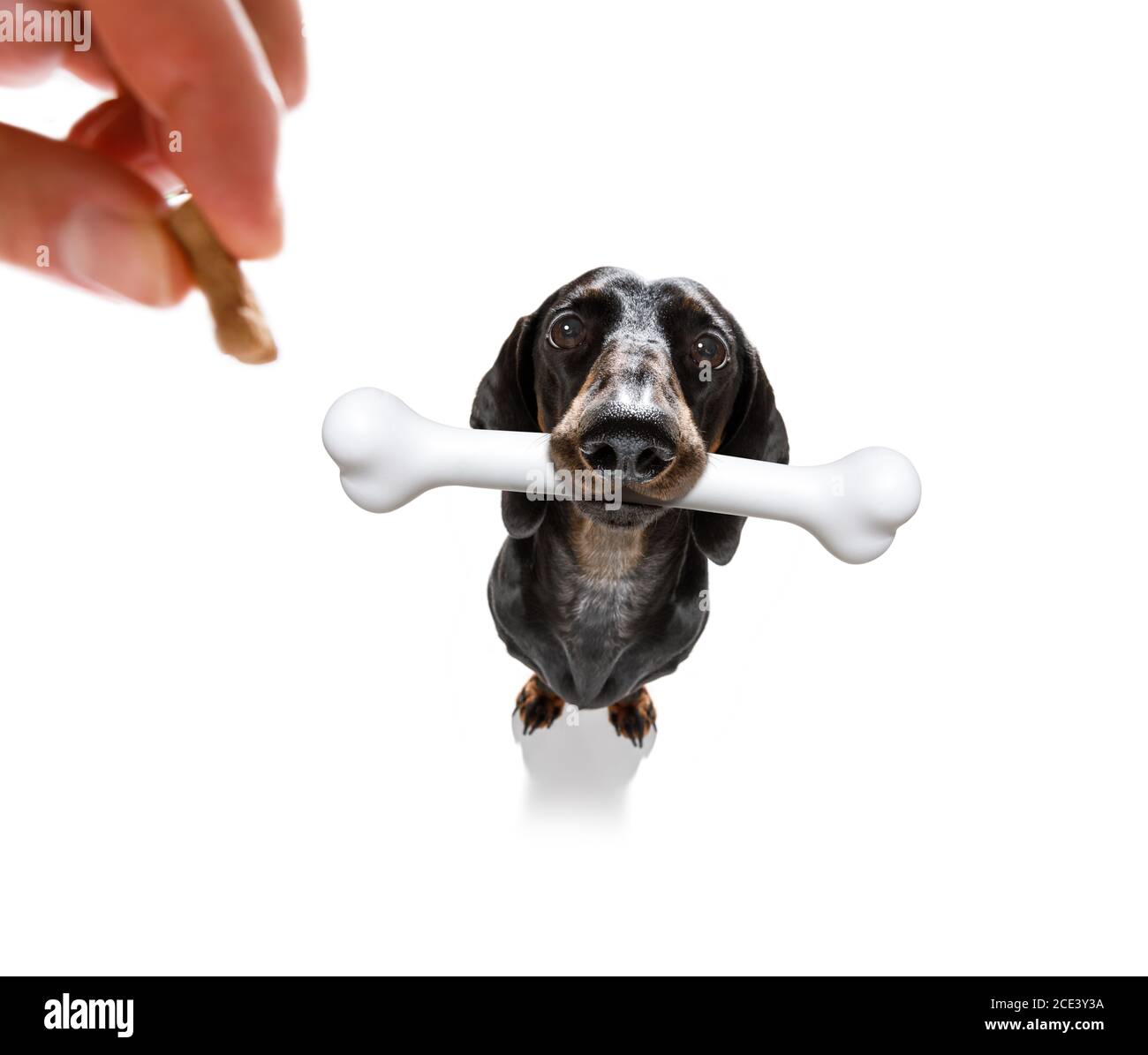 dog with big bone Stock Photo Alamy