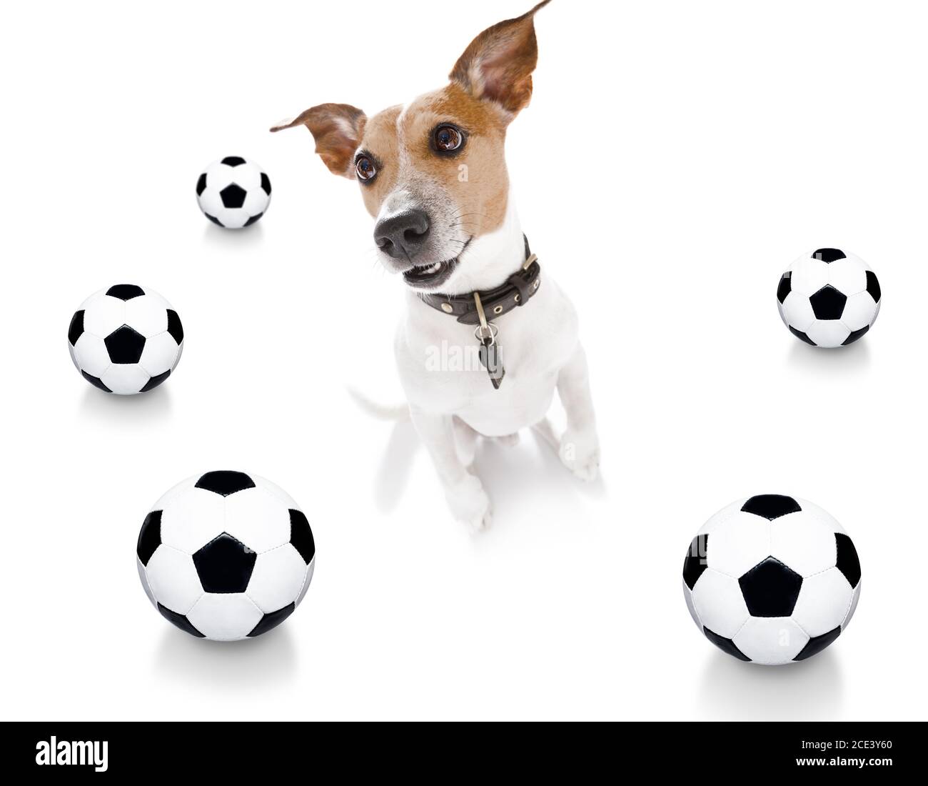 soccer football dog Stock Photo Alamy