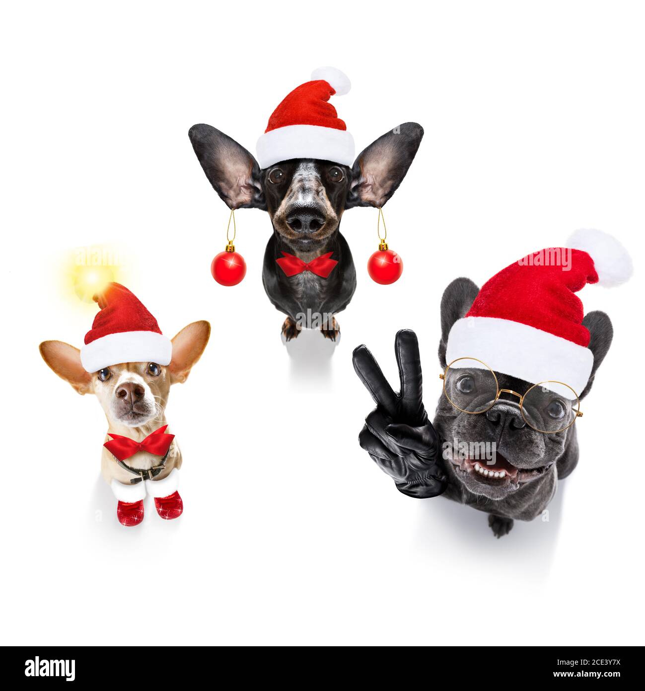 Christmas getaways with best sale dogs