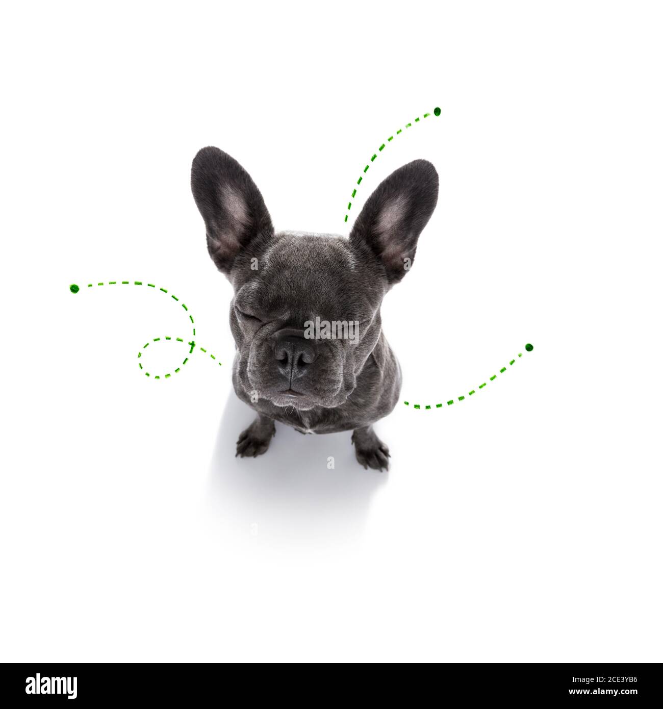 dog with fleas, ticks or insects Stock Photo - Alamy
