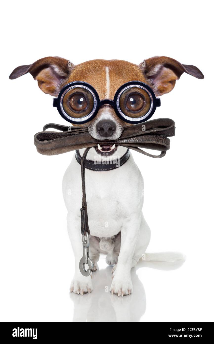 silly crayz dog Stock Photo