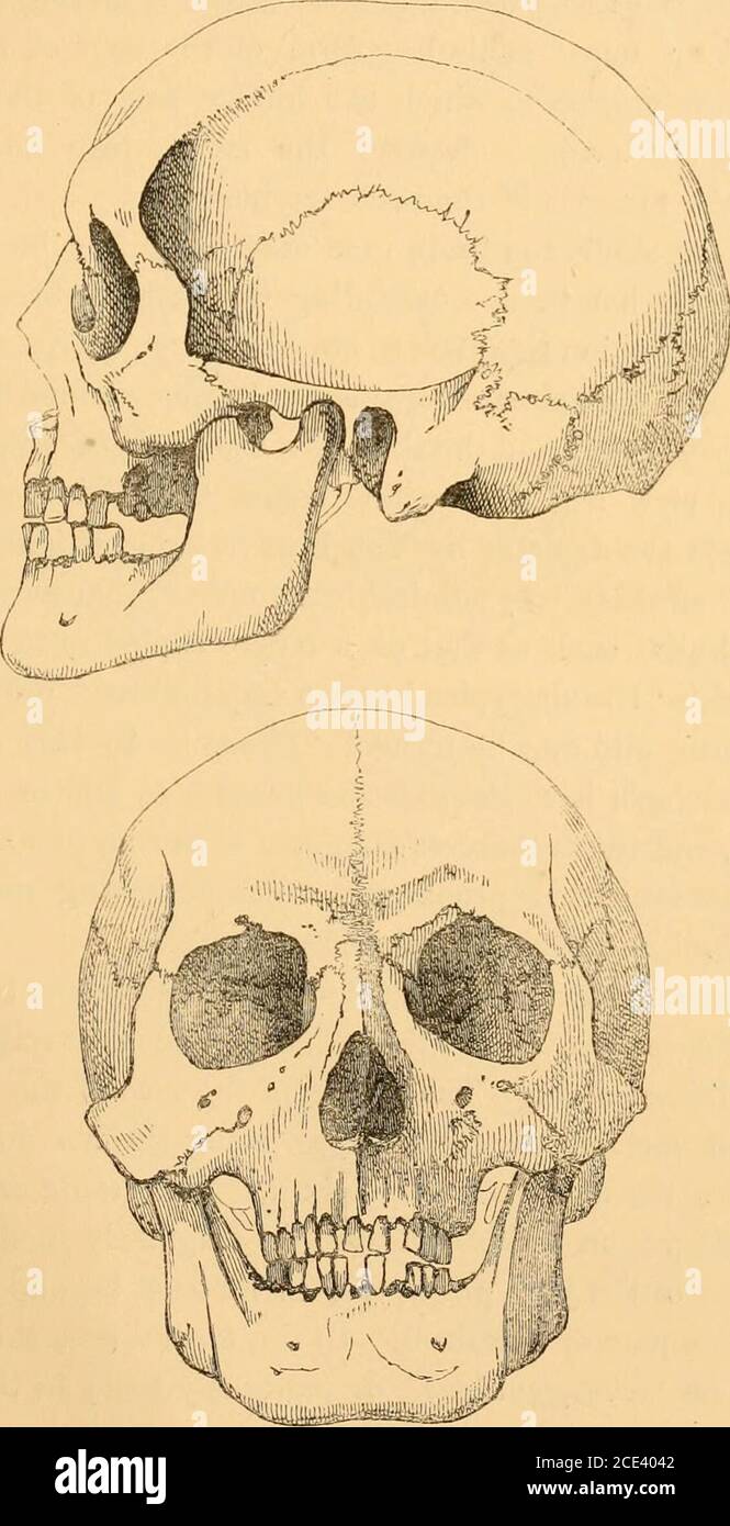 Evidence As To Man S Place In Nature F Every Raceof Mankind But Our Own And Even Of The Skeleton Our Mu Seums Are Lamentably Deficient In Every Part But The Cra Nium