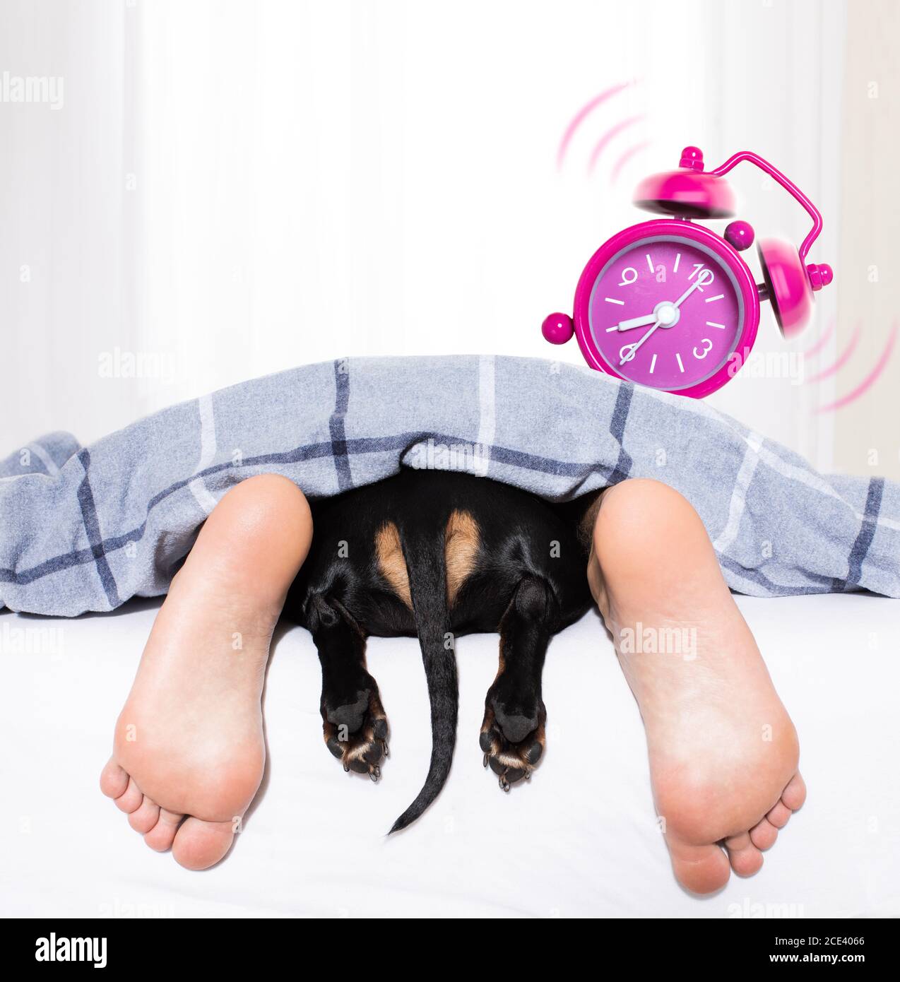 sleeping dog and owner in bed Stock Photo Alamy