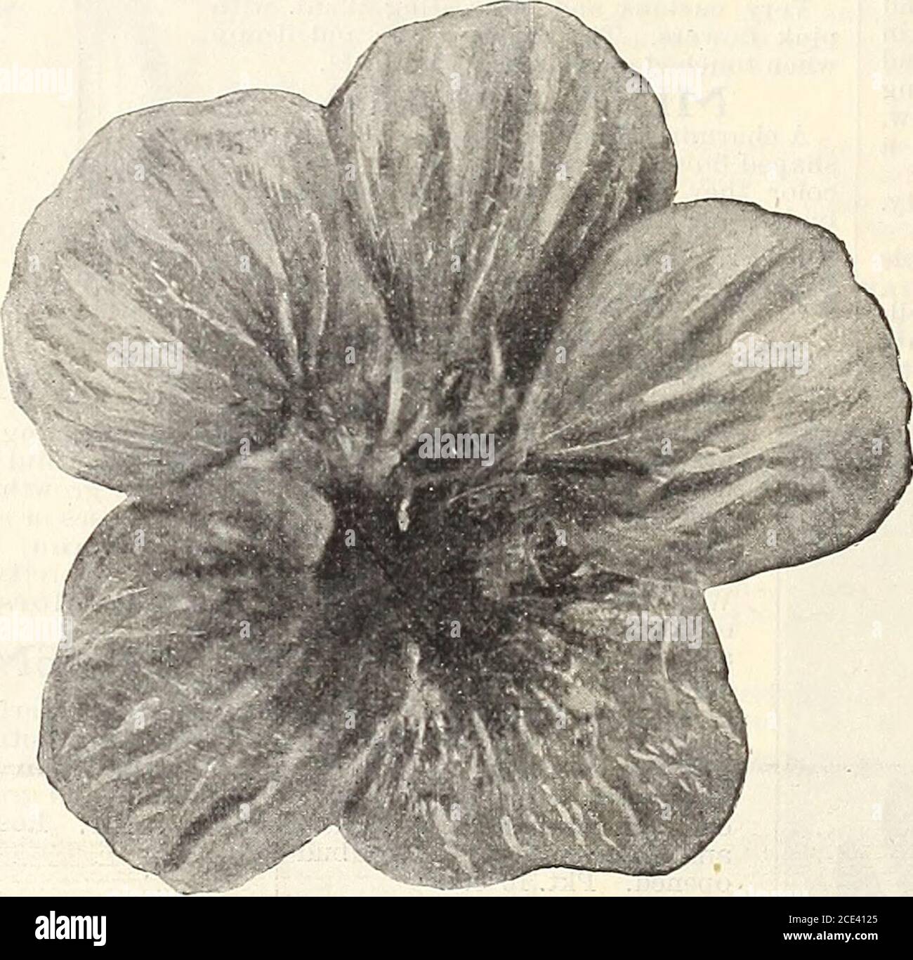 Seeds Pening After Sunset At Night And During Dull Days Theplants Are Covered With An Abundance Of Large Pure White Fragrant Flowers 5 To 6 Inchesin Diameter It Grows Very Rapidly