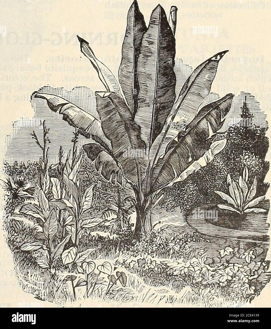 . Seeds . liage and golden yellow fruits, whichopen when ripe, exposing a carmine interior.Balsamina (Balsam Apple). Pkt. 5 cts. Charantia (Balsam Pear). Pkt. 5 cts. M!USA ENSETE (Abyssinian Banana) A magnificent foliage plant for the open ground in the summer or for the green-house or conservatory in winter. Seeds sown early in the house will produce largeplants the first season. Pkt. 25 cts. Mina I,obata MAURANDYA These charming climbers cannot be too highly praisedfor their beautiful flowers and foliage, From their grace-ful slender growth they are admirably adapted for hangingbaskets, vase Stock Photo