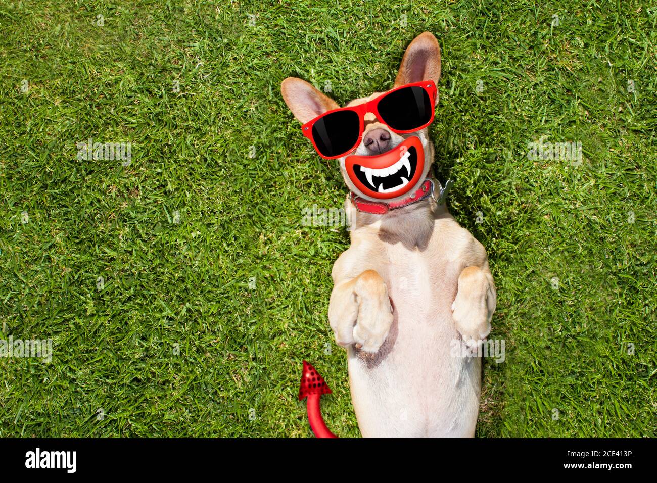 Chihuahua Scary High Resolution Stock Photography And Images Alamy
