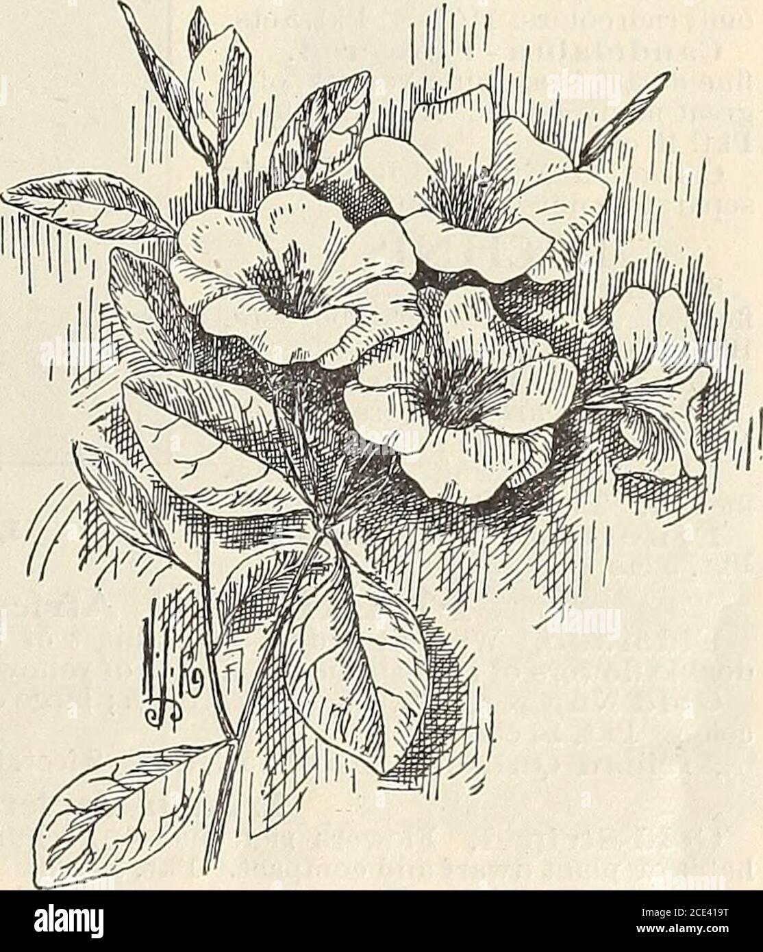Iobelia