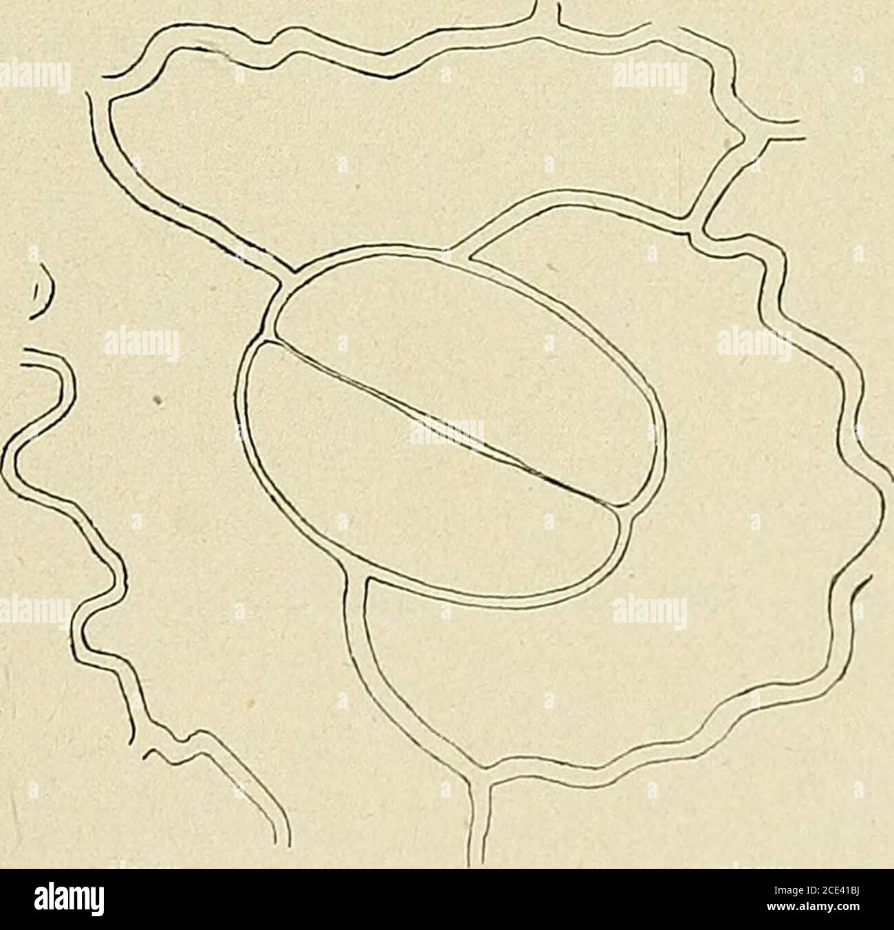. Bulletin de la Société botanique de Genève . ns depuisle jurassique jusquà nos jours et ces auteurs sont en conséquenceamenés à considérer la structure du stomate bien plus comme lexpressiondes caractères ancestraux que comme le produit dadaptations temporaireset locales. TscHiRCH, A. Beitrage zur vergleichenden Anatomie des Spaltoffnungsappara-tes. Verhandl. d. botan. ver. d. Provins Brandenburg, Berlin (1880). ^ H. Thomas-N. Bancroft. Of the cv;ticles of some Récent and Fossil CycadeanFronds. Linnean Society of London (1913). (25) L. REHFOUS. ETUDE SUR LES STOMATES 269 RECHERCHES PERSONNEL Stock Photo