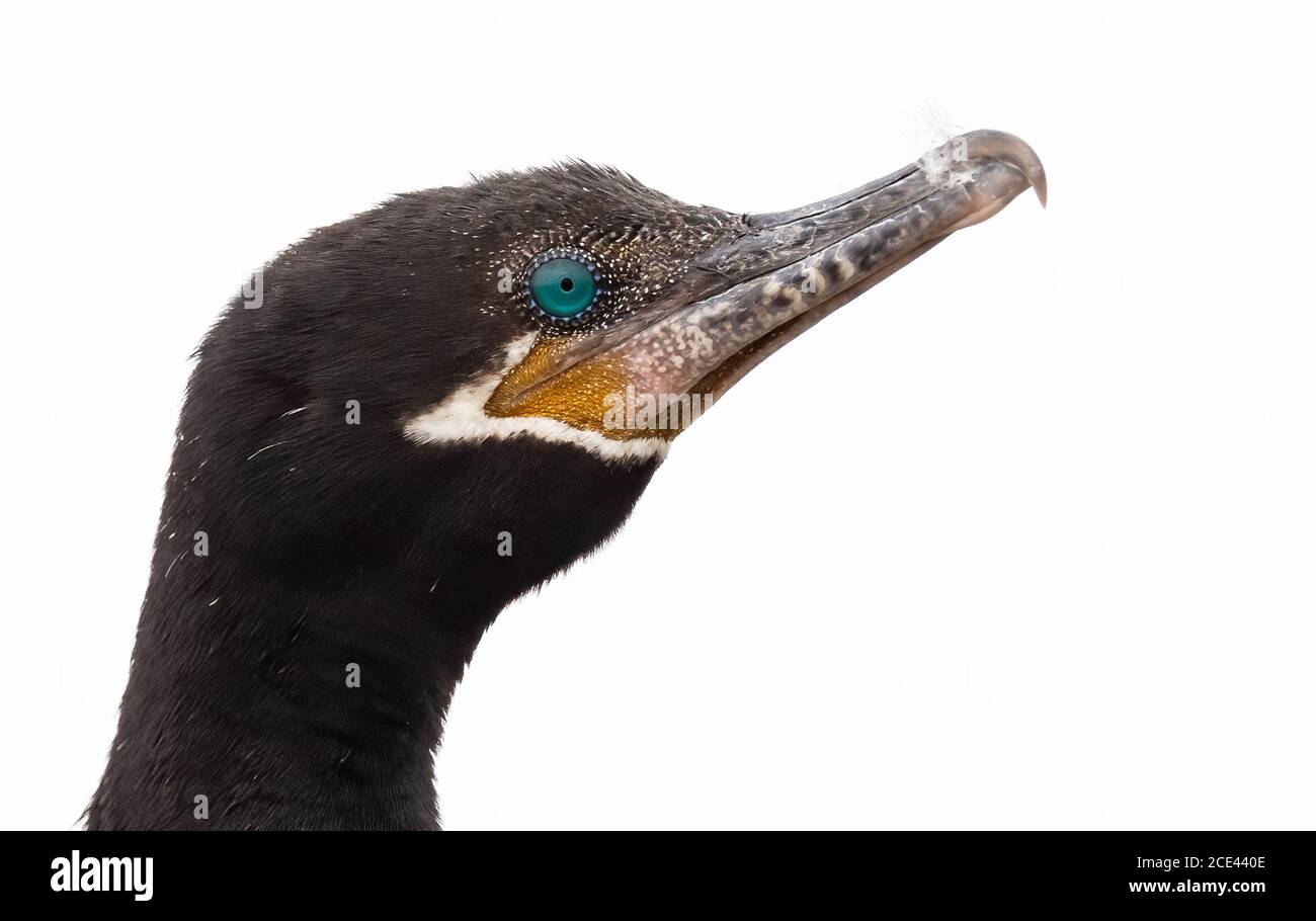 Neotropical Cormorant Stock Photo