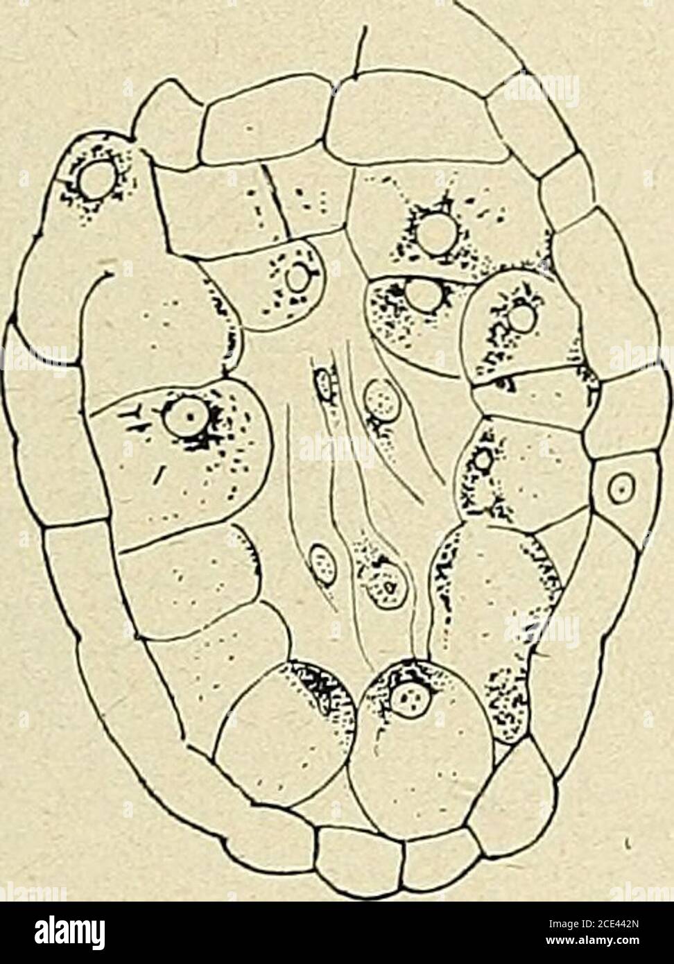 . Bulletin de la Société botanique de Genève . , dans cette espèce sontlogées, avant lanthèse, dans une cavité formée par la concrescence desbases des feuilles. Chaque fleur est cependant entourée par une spa-theJle. (23 f R. CnODAT. LA VÉGÉTATION DU PARAGUAY 185 Sur les feuilles naissent des touffes de lobes filiformes entiers (fig.18i, 176, 186) qui ont évidemment la fonction de branchies; ellesaugmentent la surface de respiration et dassimilation; parfois aussi,les feuilles se continuent en des lobes ramifiés qui rappellent, commedailleurs certains rameaux à ramification dorsiventrale scorp Stock Photo