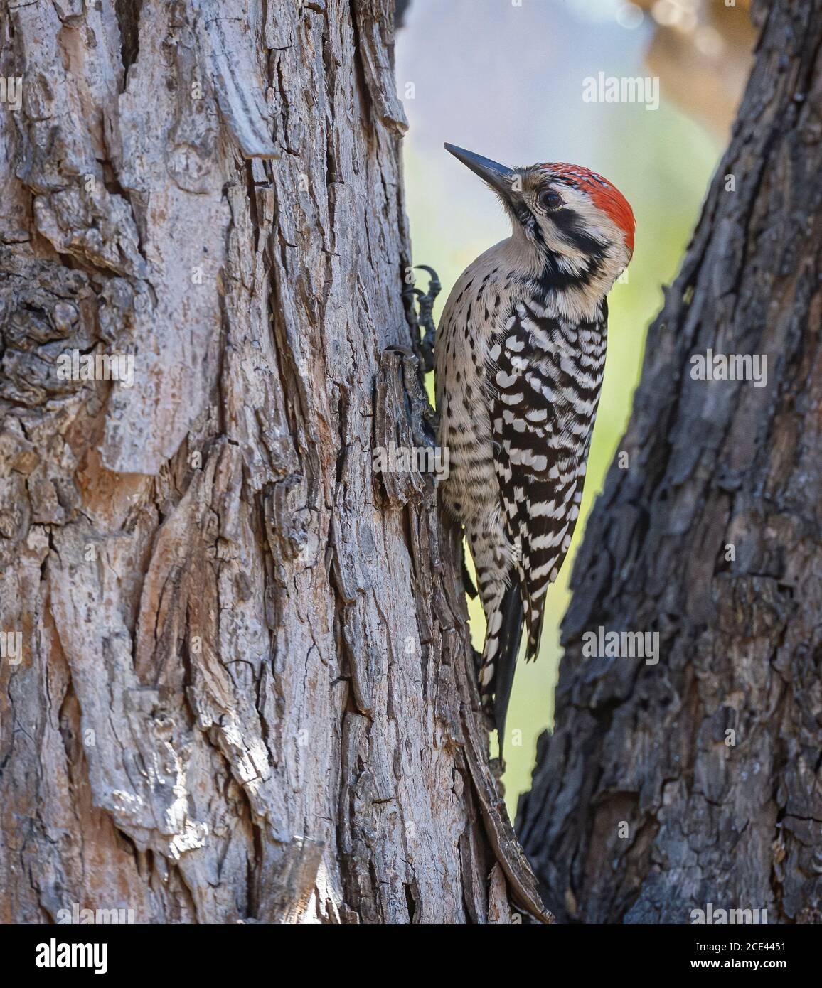 Ladderbacked Woodpecker on tree Stock Photo Alamy