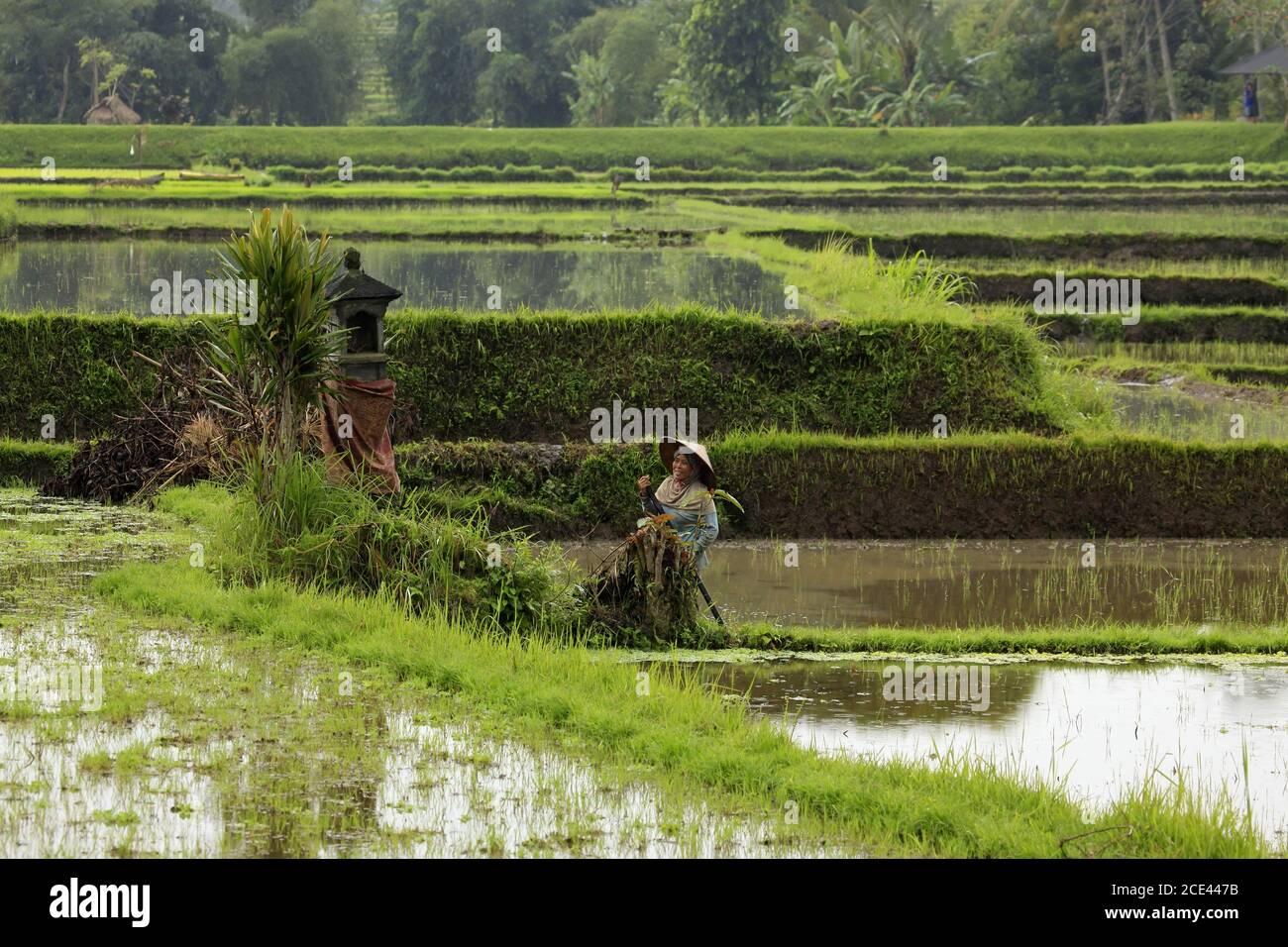 Asian woman working on rice cultivation in a field flooded with water ...