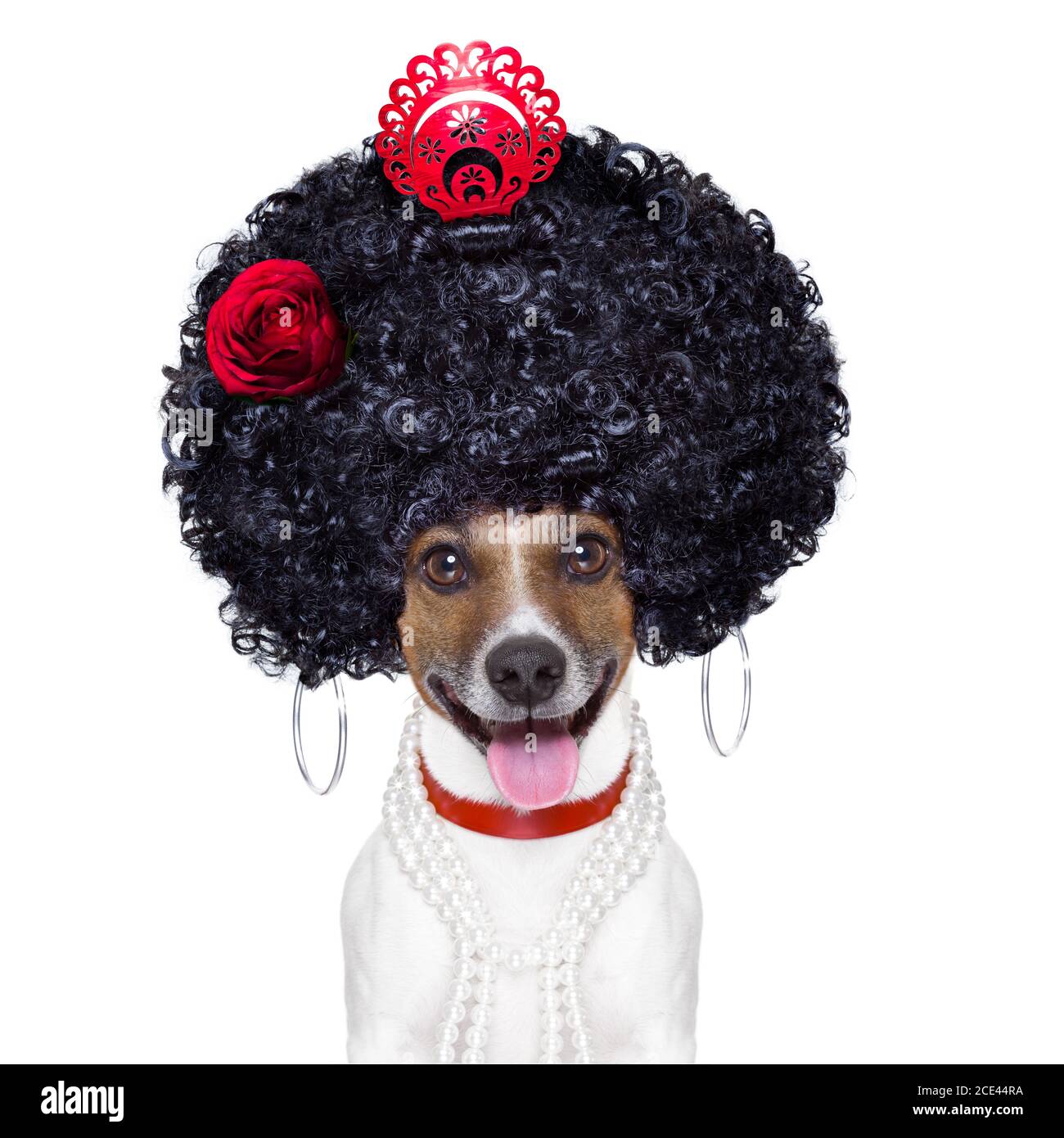 Gypsy Dog High Resolution Stock Photography and Images Alamy