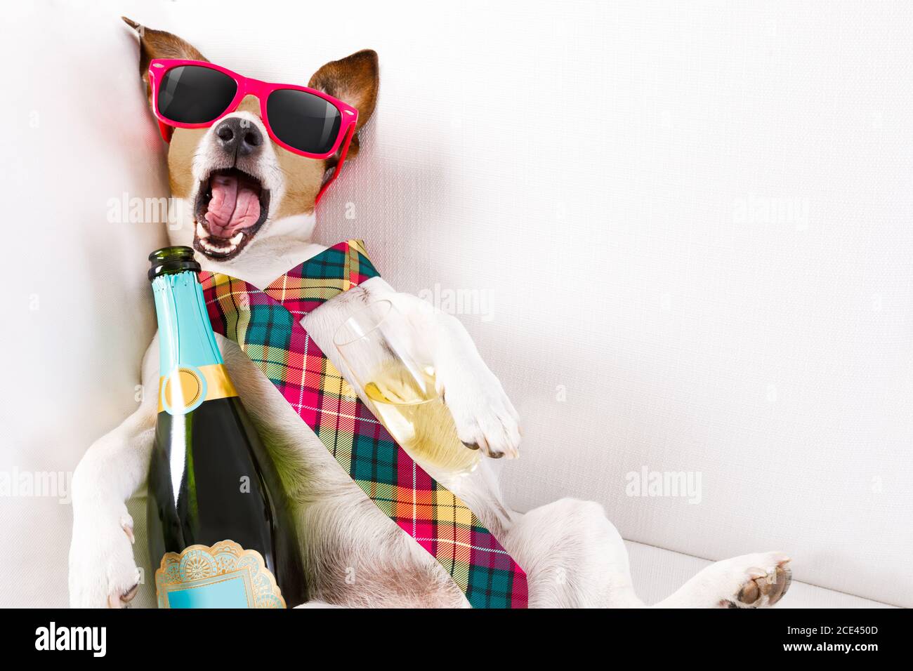 drunk hangover dog Stock Photo - Alamy