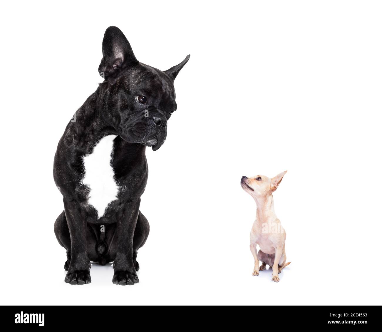 Are Small Dogs Scared Of Big Dogs