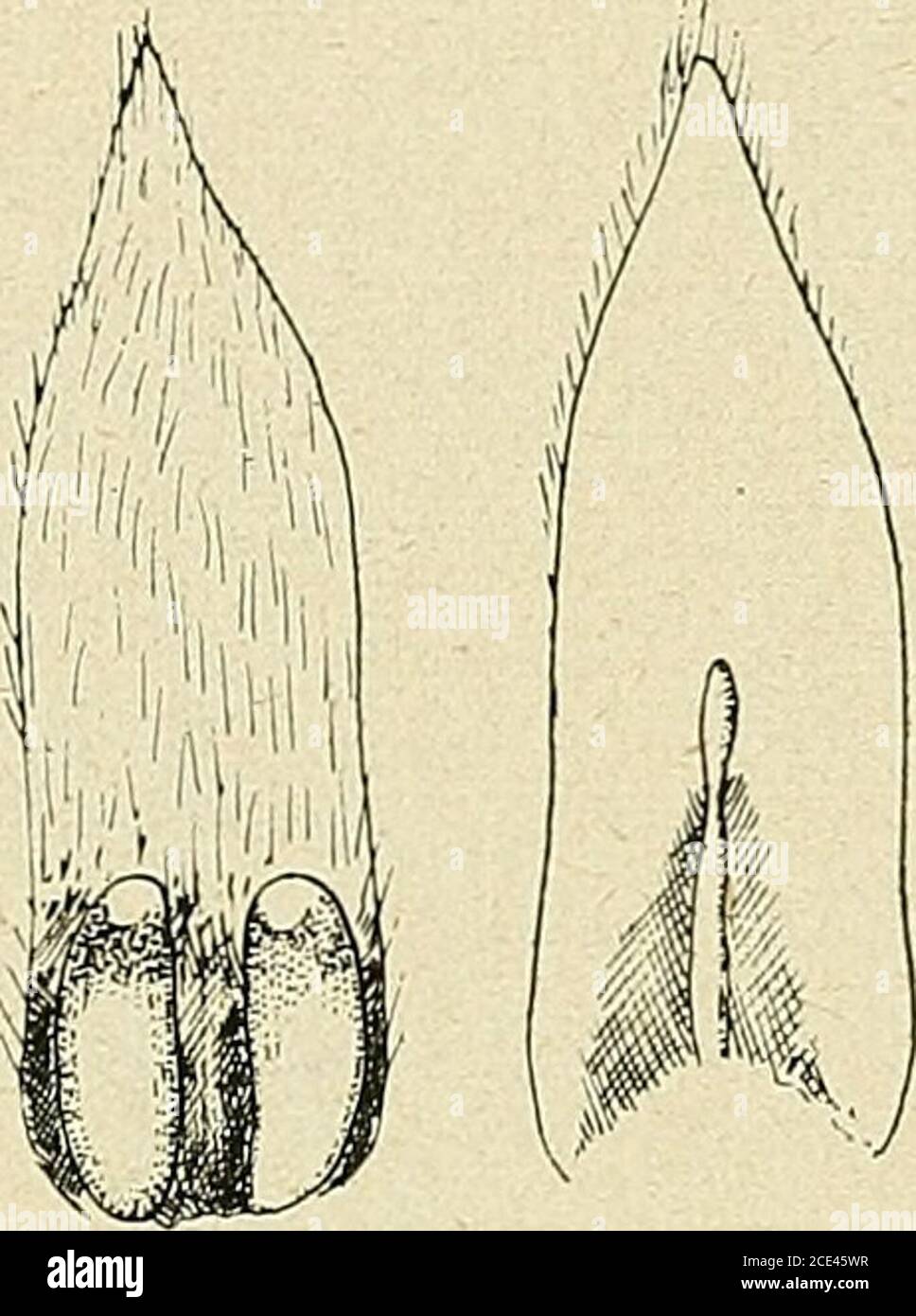. Bulletin de la Société botanique de Genève . Fig. 165. — Mionandra paraguariensis Chod. — 1 : sépale et deux étamineset staminodes: 2 : pistil dont on voit le réceptacle interne; 3 : carpelleisolé; 4 : dos du sépale avec deux glandes; 5 ; sépale avec staminode. (Dessin de R. C.) Heleiop/eris umbellaia Juss. aux petites feuilles et petites samares,Heteropteris anceps Ndz. et Heteropteris glubra H. et Arn., non loin deVHeteropteris hypercifolia qui se plaît au milieu des Capparis Twee-diana Eiclil. et Polygala KlotiscJtii (iliod., VHeteropteris paraguariensisNdz.) bien reconnaissable à ses gla Stock Photo