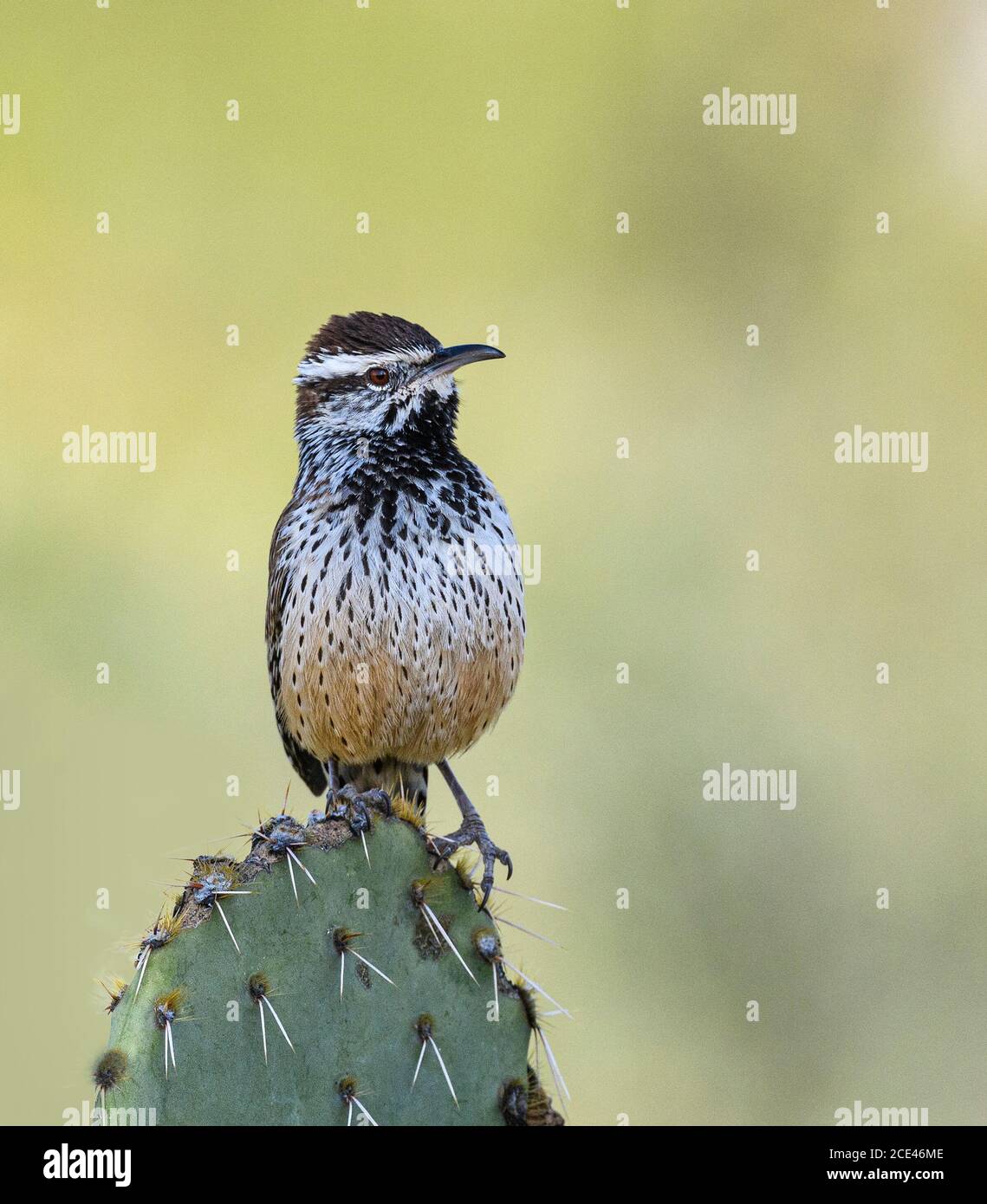Cactus Wren perched on Prickly Pear Stock Photo