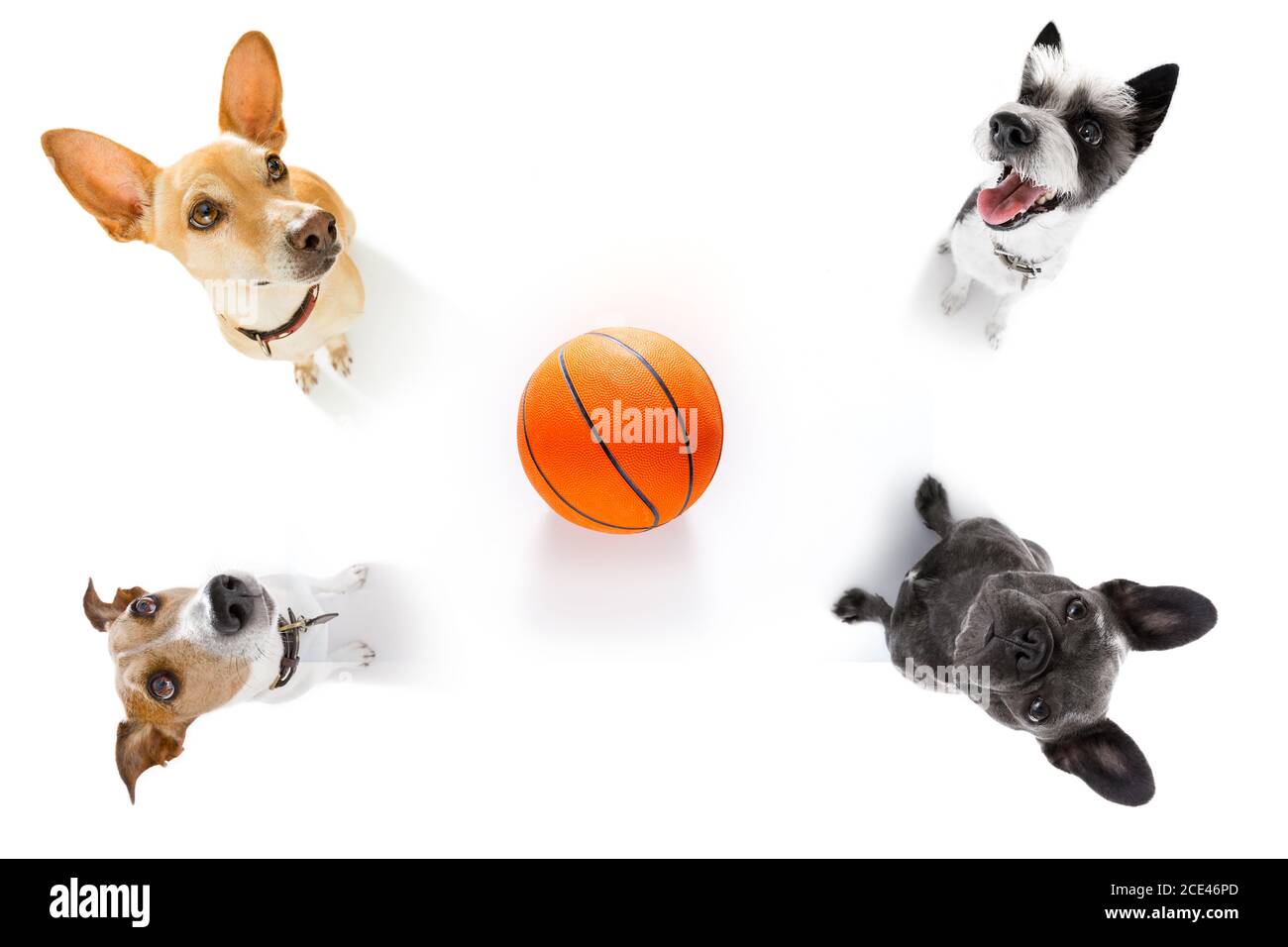 basketball and group of dogs Stock Photo Alamy