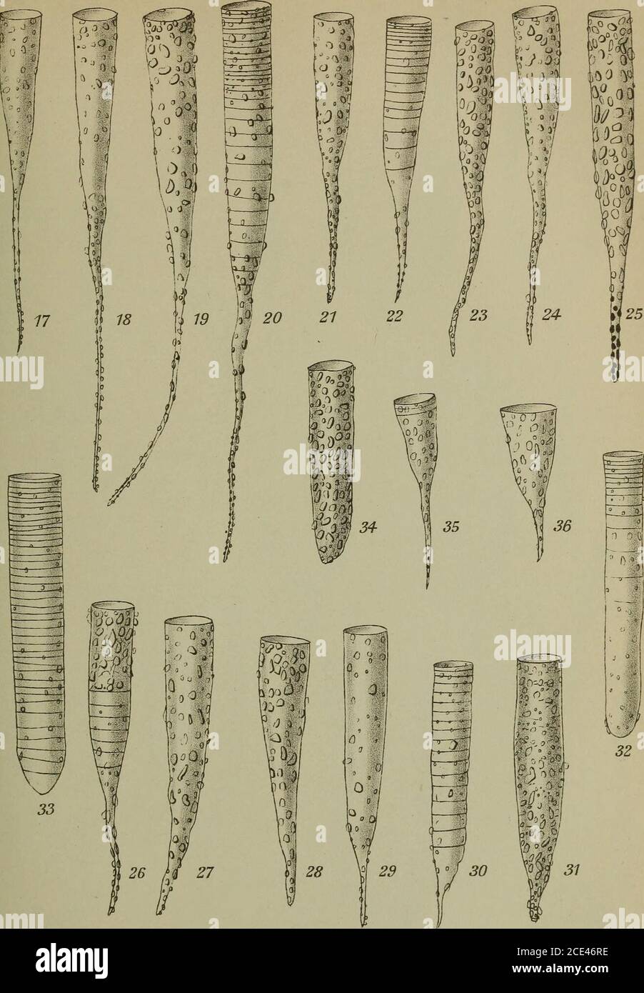 . Sitzungsberichte . Fig. 1—7 Dictyocysta elegans. Ehrenberg„ 8 Tintinnopsis beroidea Stein var. b. Brdt..9—16 „ compressa (v. Daday) Sitzimgslieric^ LaaclaaailR,H.: Adriaiische TiittiTmodeeii. Taf.H.. Fig. 17—32, 34 Tintfanopsis radix Imhof 33 „ helix clap. u. Lachm. m 35, 36 » davidoffii v. Daday. Sitzungsberichte d/kais.Alcad.d.Wiss, rciaüi. naturw. Klasso;lM.XXü.AM IU.1913. Laaclauaim,!!.: Asiatische Tmthmo&een. Taf.nr. ar —^^i - ° o ^I5j h-: —5-Q ?&gt; ^j - ^ «d ^- -A 0 0 0 q ^^ Wi- ^ 4 J K-^-J h- ; &lt;W 6 -J f*- ? L  J±M £ 0 Stock Photo