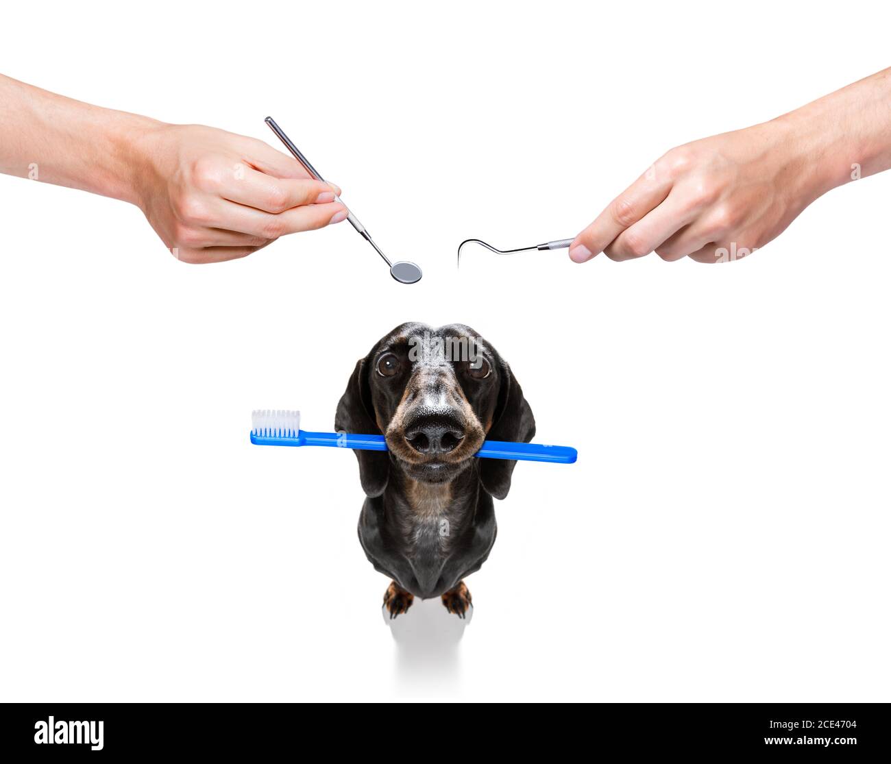 target dog toothbrush