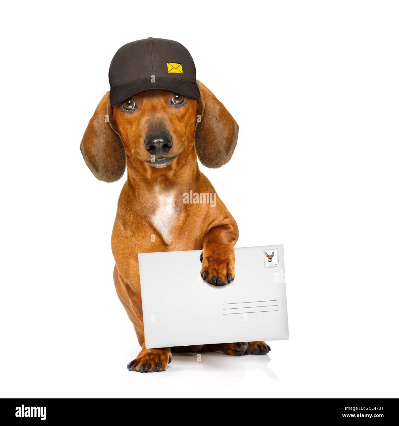 post delivery dachshund sausage dog Stock Photo Alamy