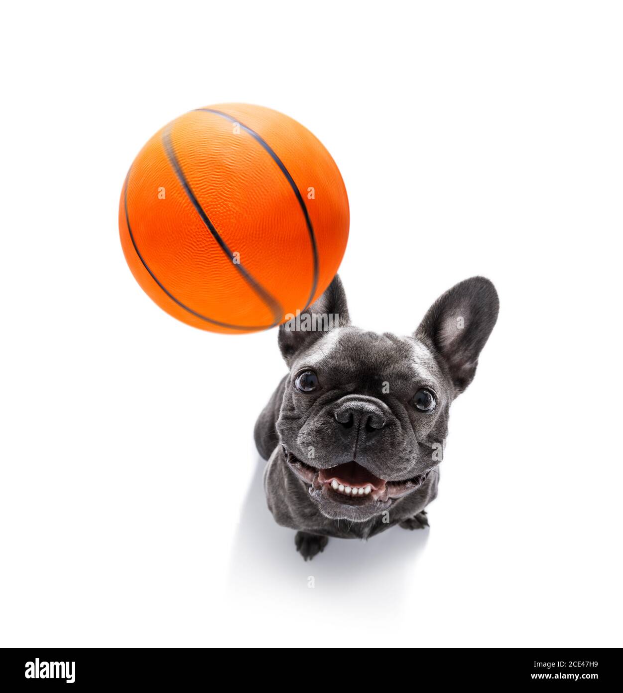 basketball player dog Stock Photo Alamy
