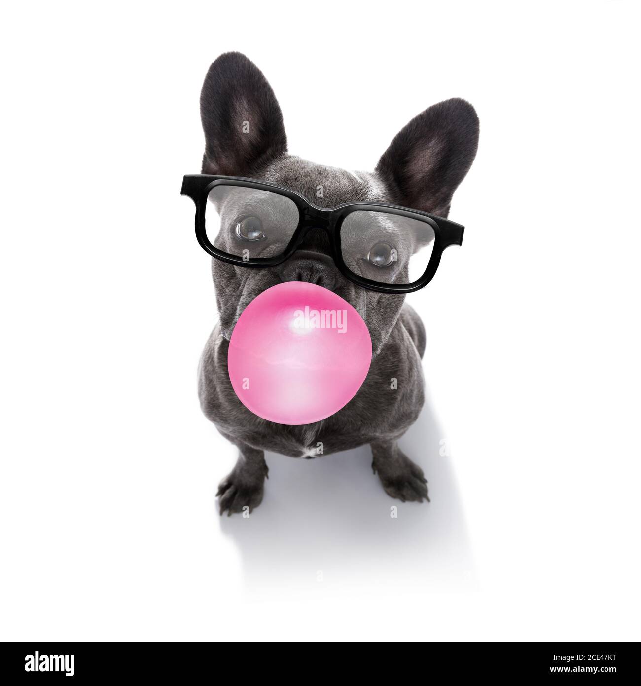 dog chewing bubble gum Stock Photo Alamy