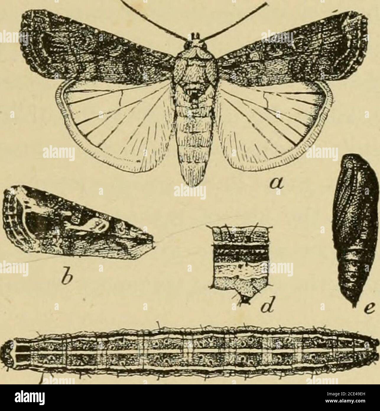 . Insect pests of farm, garden and orchard . e difficult to combat. Life History.—The winter is passed in the pupal state, thepupffi being about one-halfinch long and being foundin cells one-quarter to one-half an inch below the sur-face. The moths emergein the spring and thefemales lay their eggs ongrass in clusters of fifty ormore, each mass beingcovered with the mouse-colored hairs from the bodyof the female. The eggshatch in about ten daysand the caterpillars arefound during May andJune. The complete lifehistory of the insect hasnot been carefully followed,but it seems probable thatthere a Stock Photo
