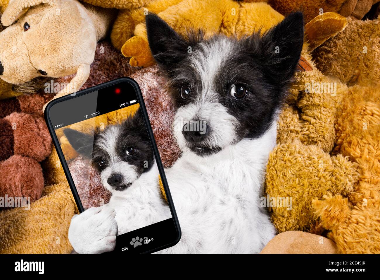 Teddy bear photographer hires stock photography and images Alamy