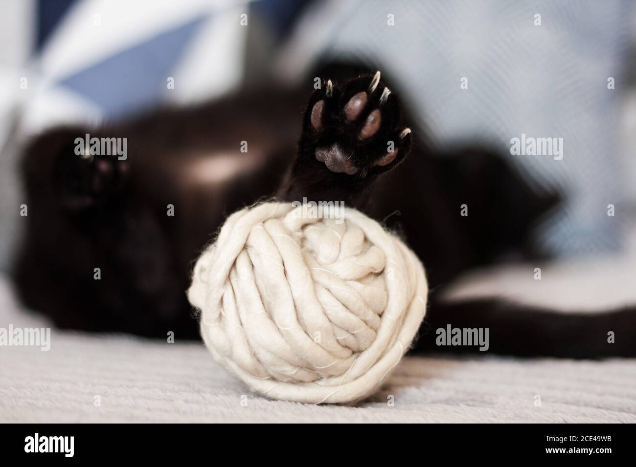 black cat sleeping on its back on gray sofa a skein of white thread for knitting, selective soft focus Stock Photo