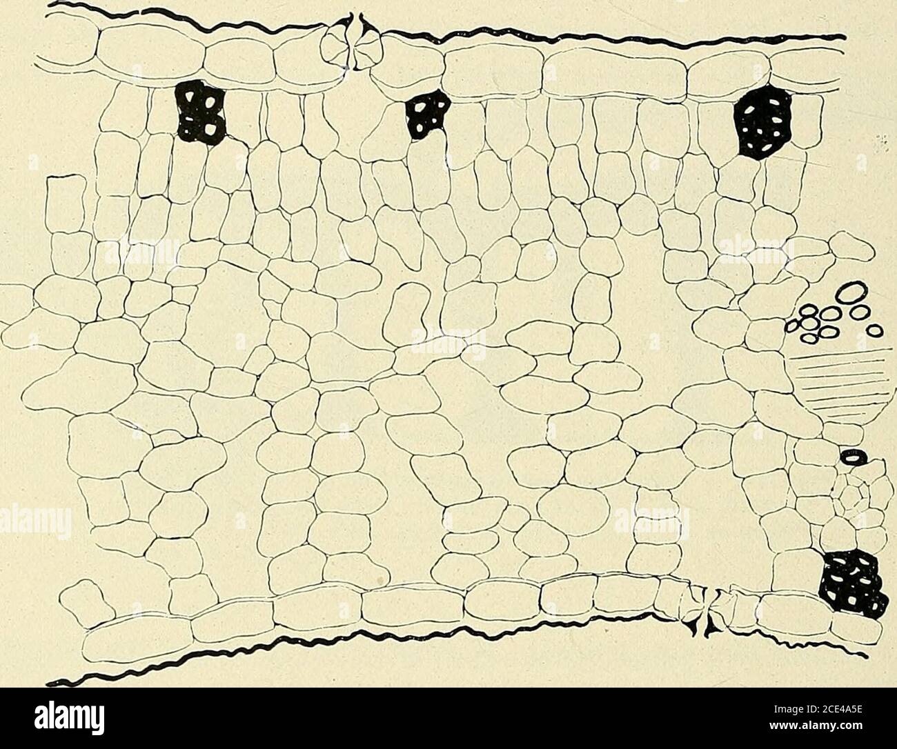 Page 4 Foi U High Resolution Stock Photography And Images Alamy