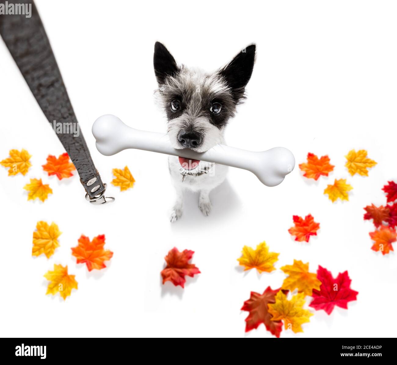 dog with big bone Stock Photo Alamy