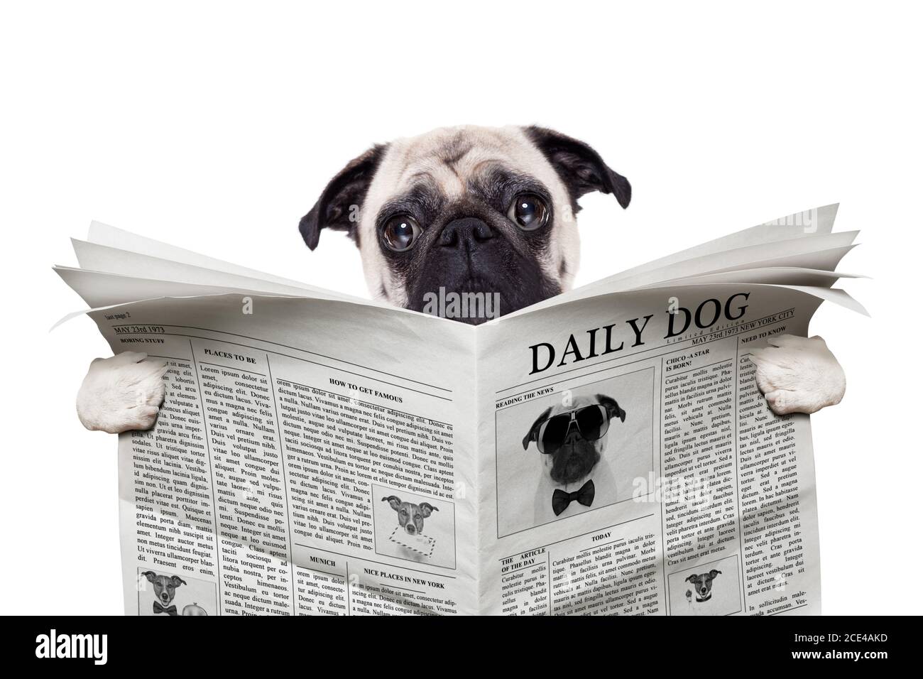 dog newspaper Stock Photo Alamy