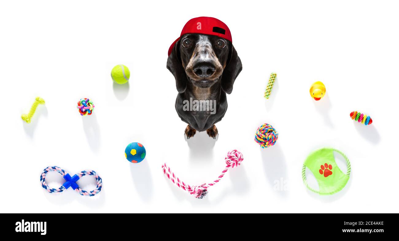 curious dog looks up with toys ready to play Stock Photo Alamy